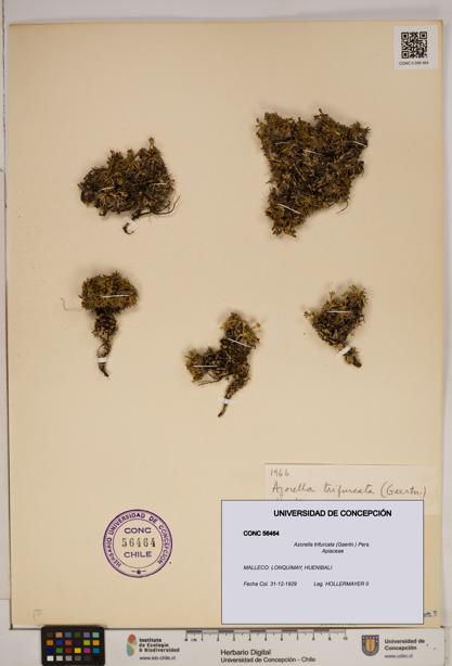 Azorella trifurcata [Espécimen: ]