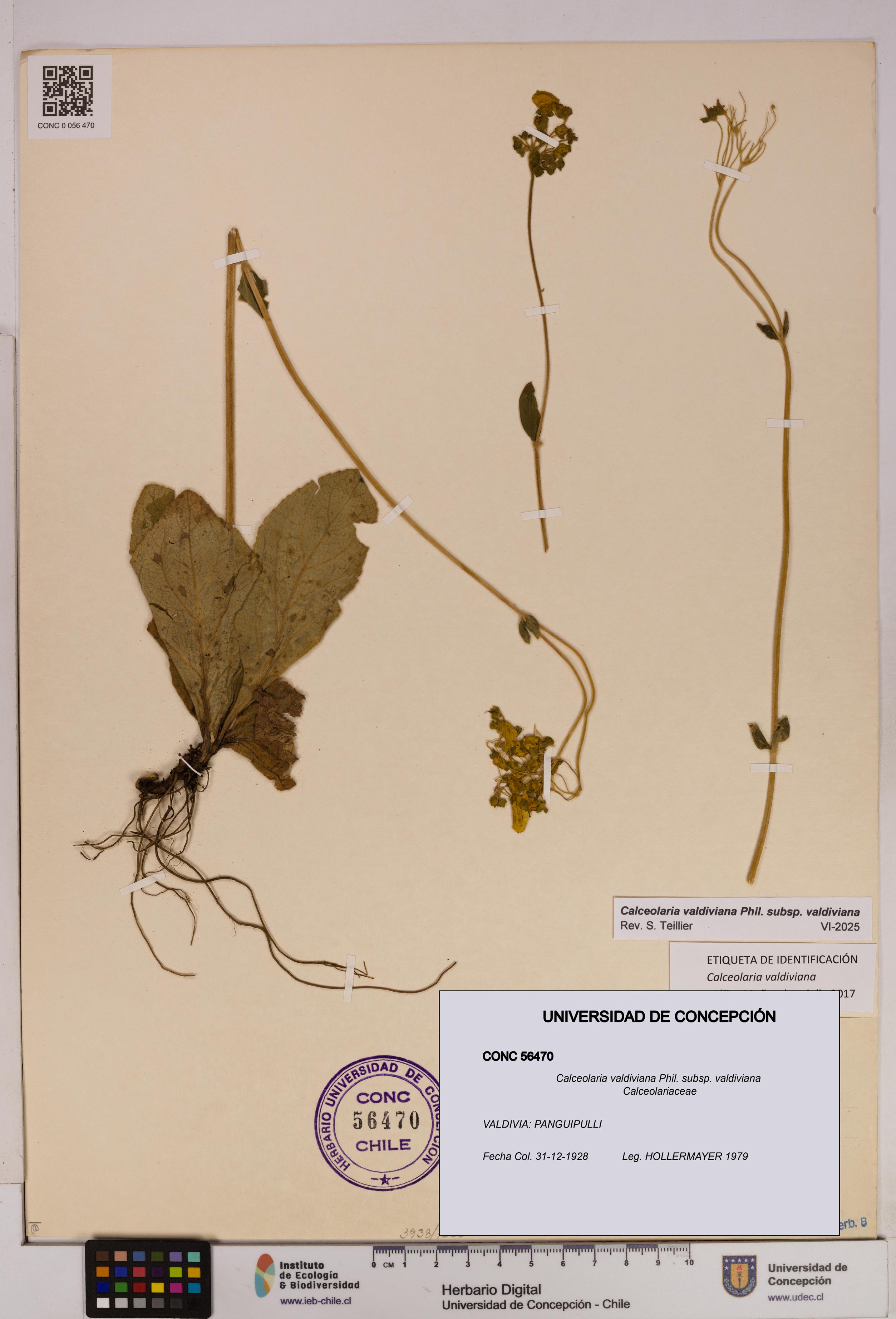 Calceolaria valdiviana subsp. valdiviana [Espécimen: UDEC:CONC:0056470]