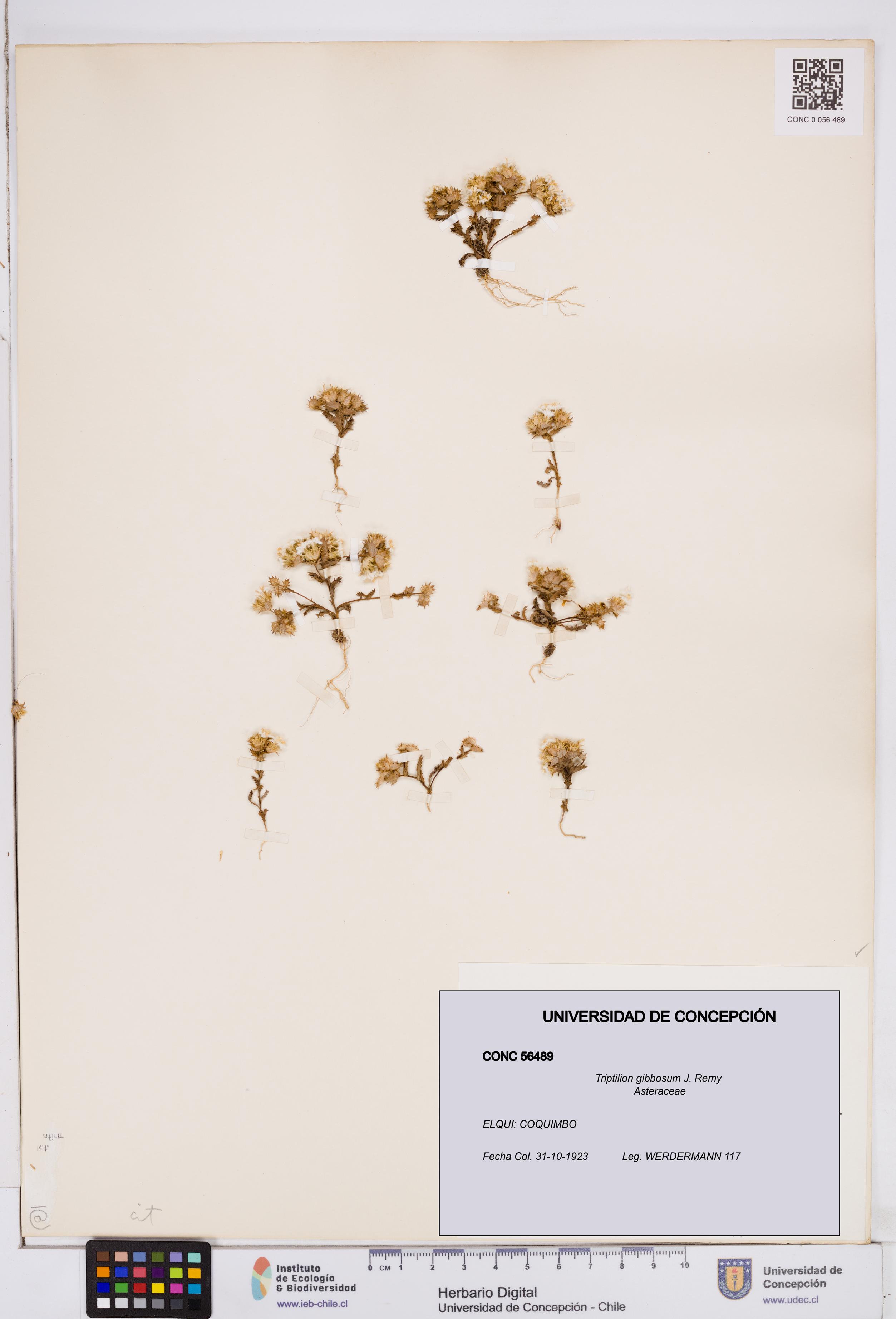 Triptilion gibbosum [Espécimen: ]