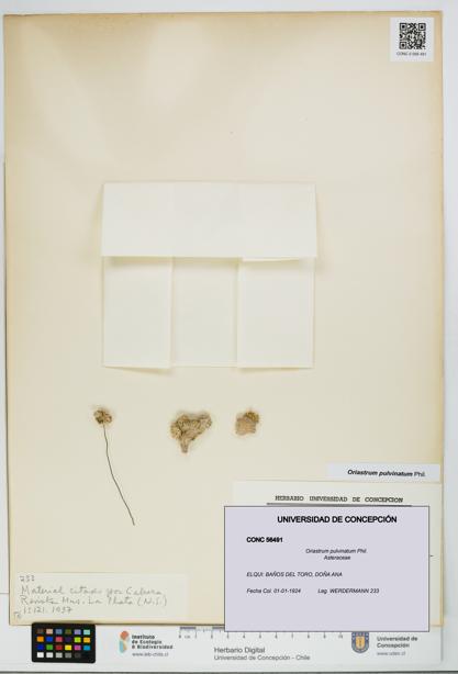 Oriastrum pulvinatum [Espécimen: UDEC:CONC:0056491]