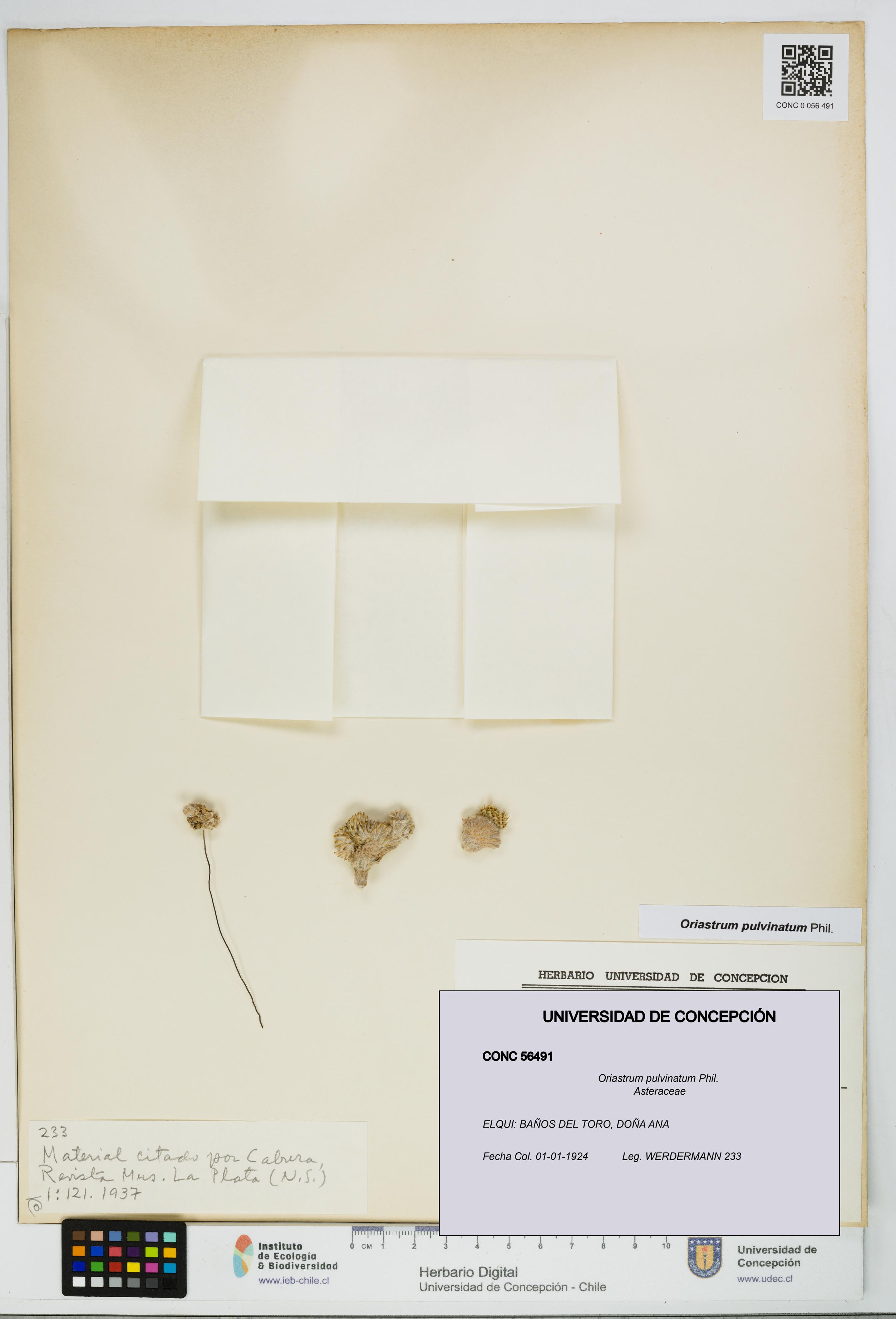 Oriastrum pulvinatum [Espécimen: UDEC:CONC:0056491]