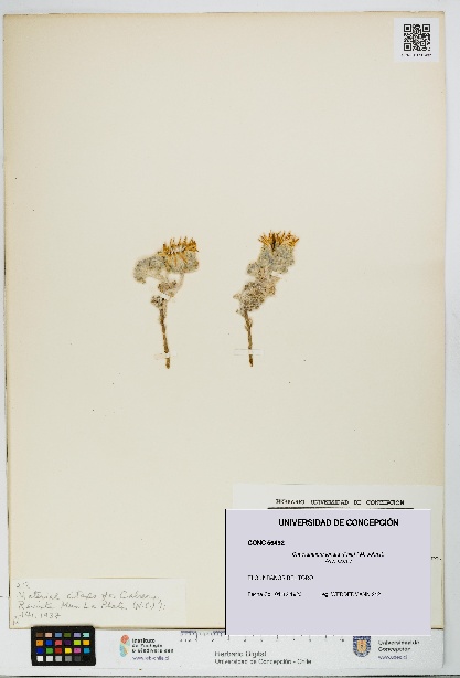 Chaetanthera lanata [Espécimen: UDEC:CONC:0056492]
