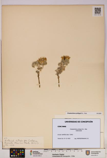 Chaetanthera philippii [Espécimen: UDEC:CONC:0056492]