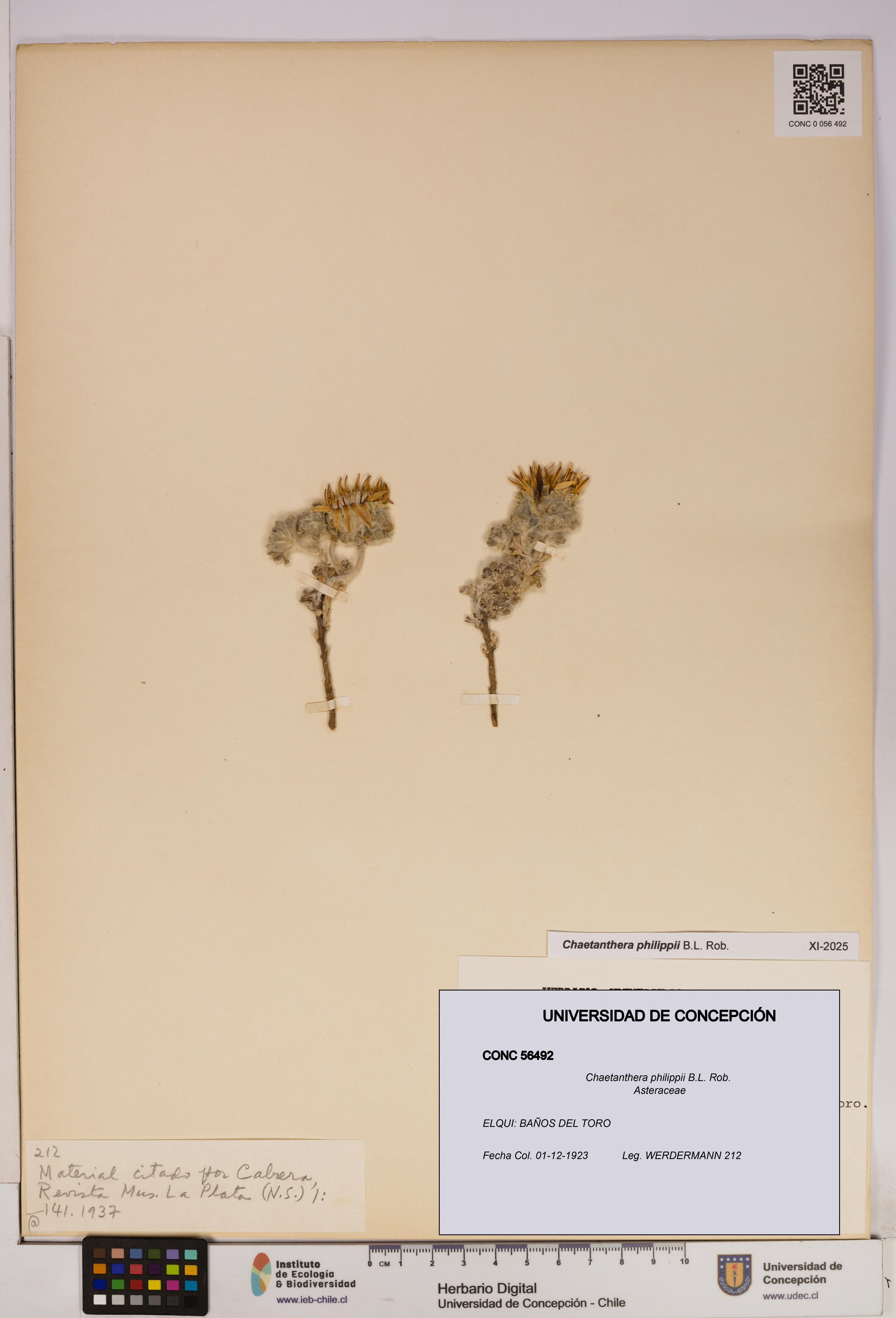 Chaetanthera philippii [Espécimen: UDEC:CONC:0056492]