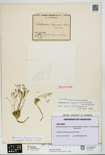 Stenodrabopsis lagunae [Espécimen: UDEC:CONC:0056497]