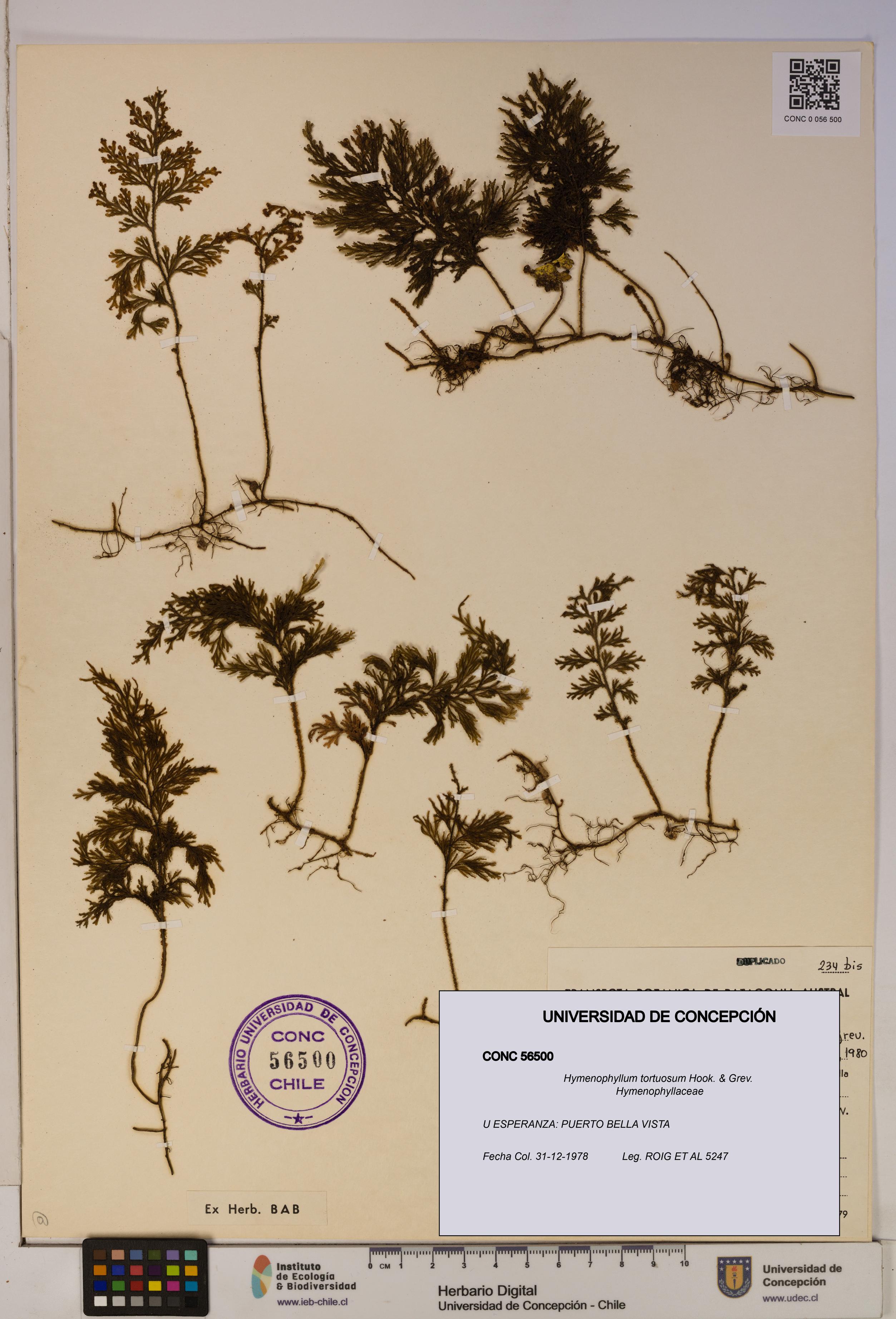 Hymenophyllum tortuosum [Espécimen: ]