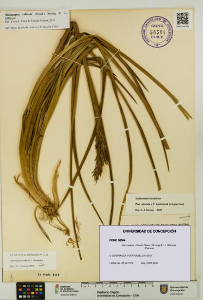 Nicoraepoa robusta [Espécimen: UDEC:CONC:0056504]