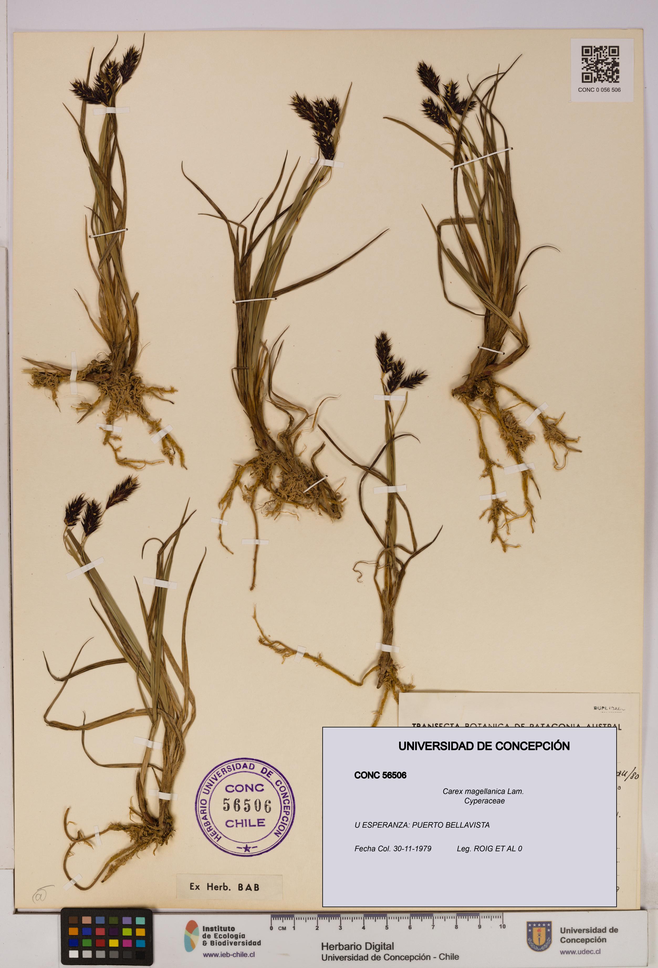 Carex magellanica [Espécimen: UDEC:CONC:0056506]