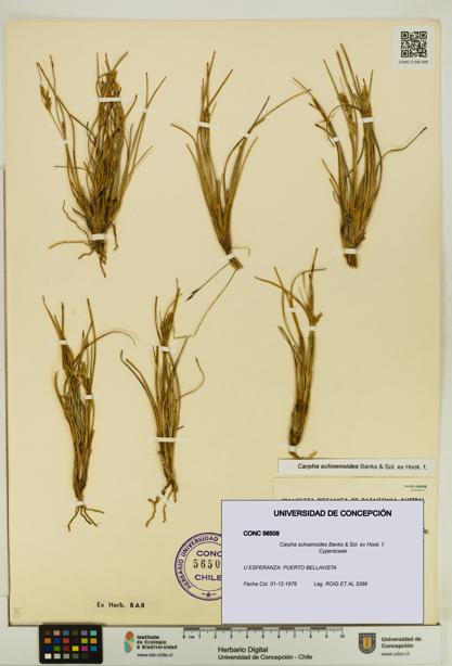 Carpha schoenoides [Espécimen: UDEC:CONC:0056509]