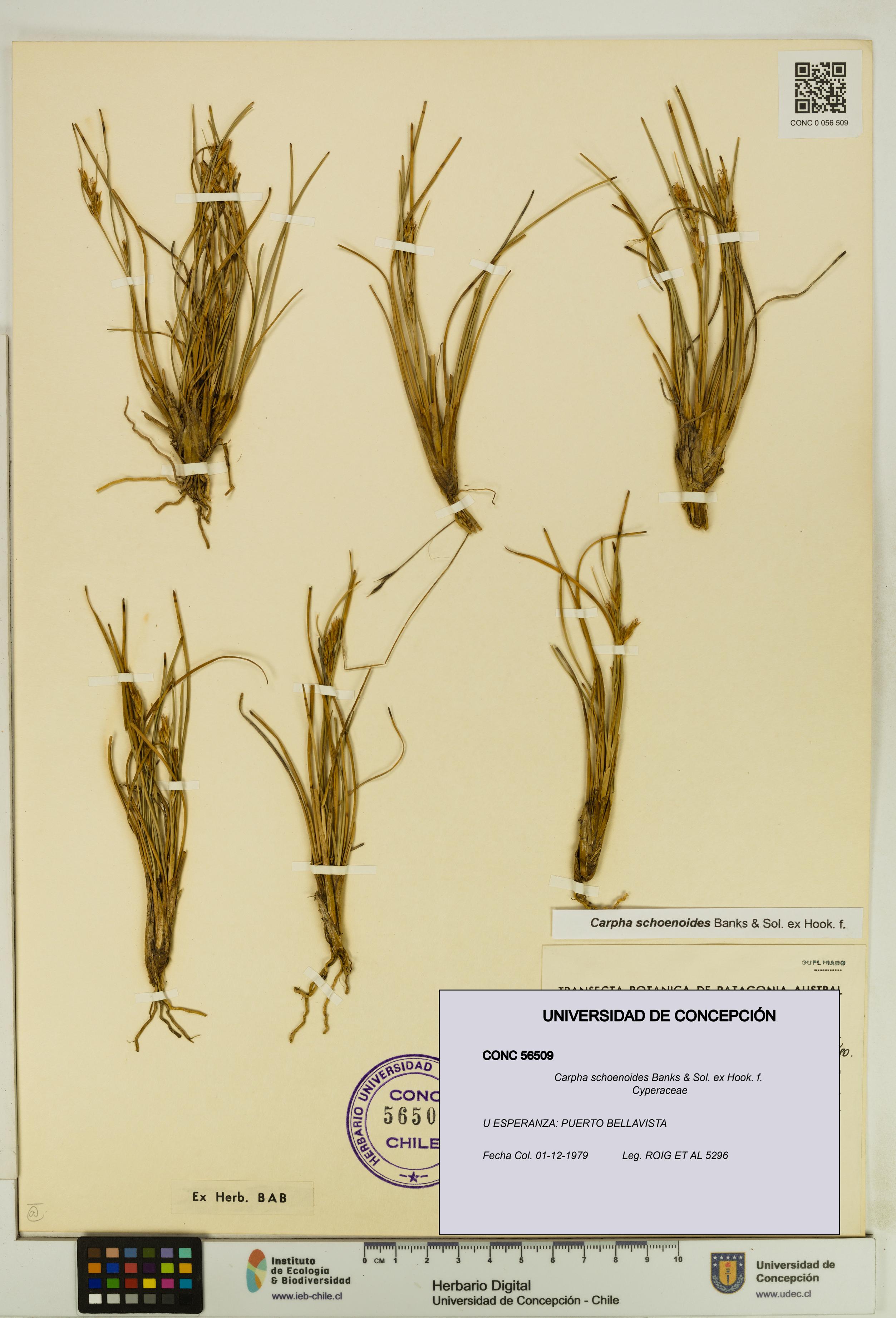 Carpha schoenoides [Espécimen: UDEC:CONC:0056509]