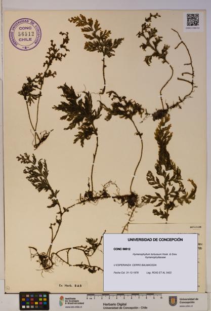 Hymenophyllum tortuosum [Espécimen: ]