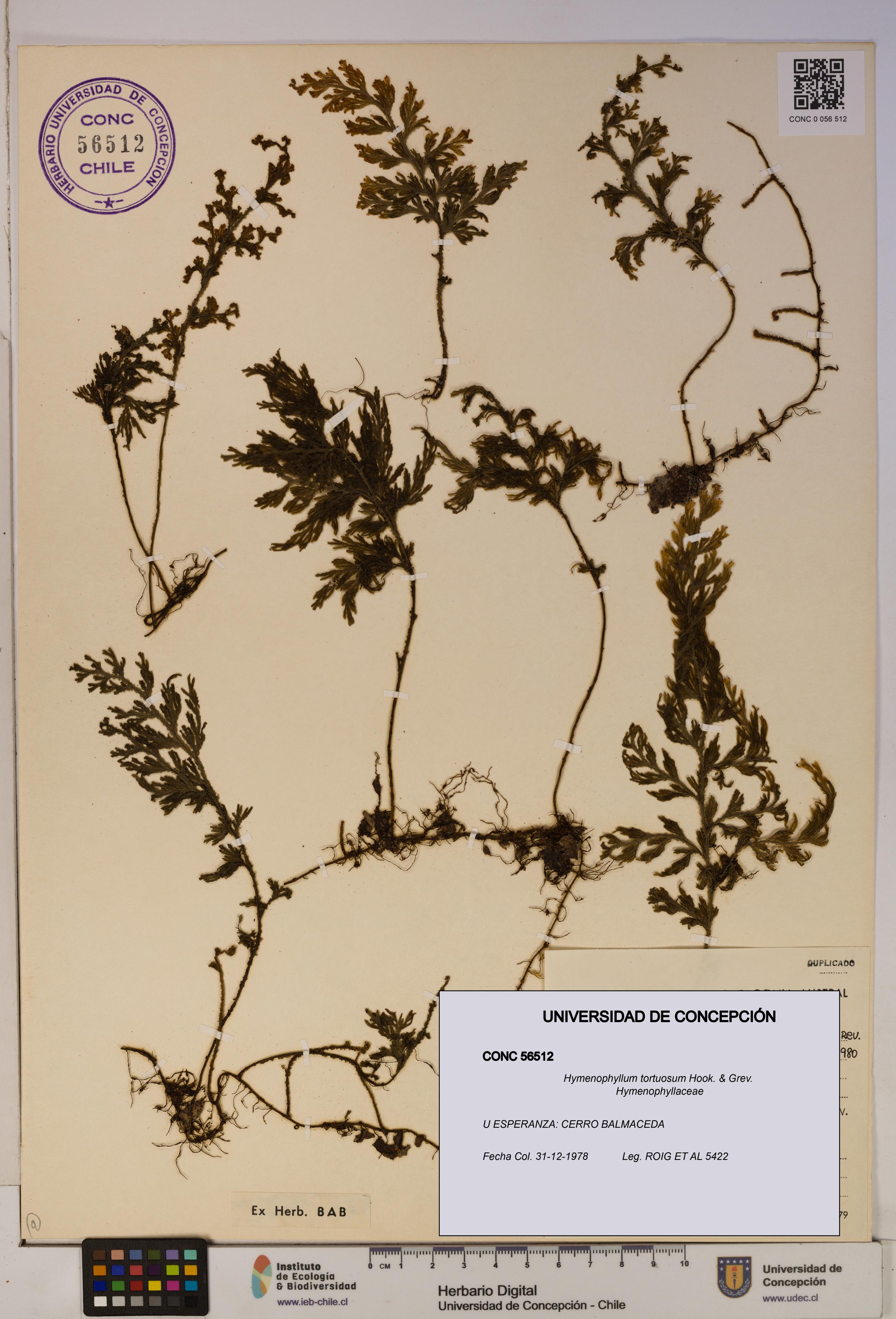 Hymenophyllum tortuosum [Espécimen: ]
