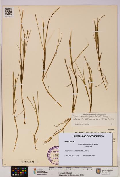 Carex camptoglochin [Espécimen: UDEC:CONC:0056513]