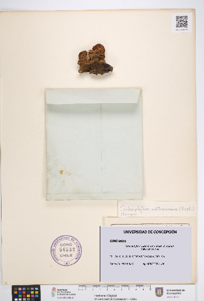 Ombrophytum subterraneum [Espécimen: UDEC:CONC:0056532]