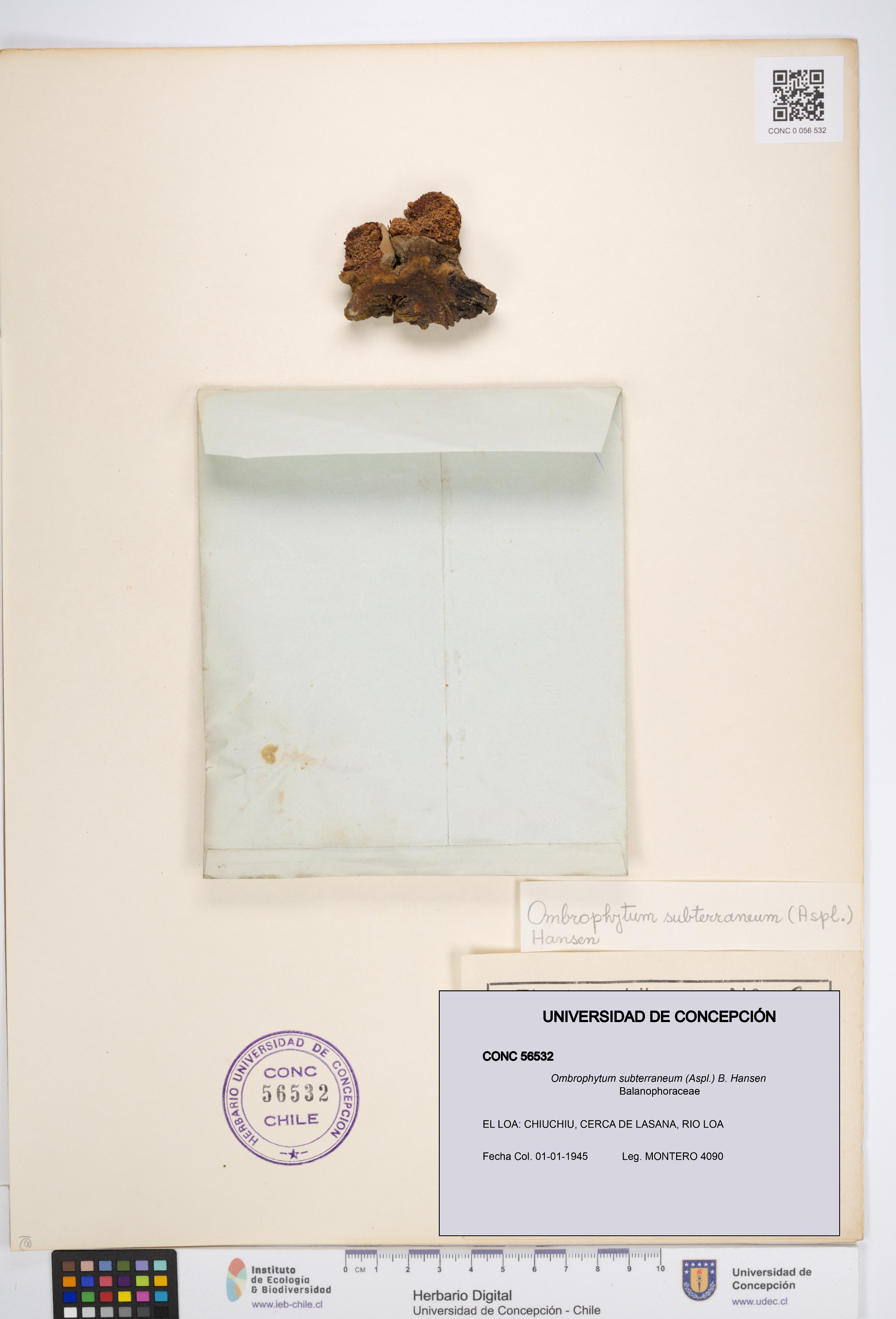 Ombrophytum subterraneum [Espécimen: UDEC:CONC:0056532]