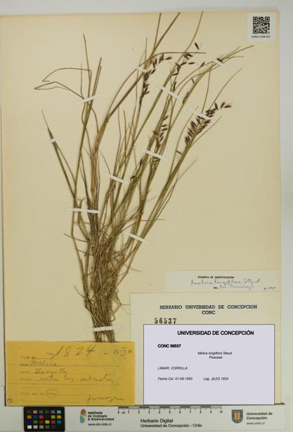 Melica longiflora [Espécimen: UDEC:CONC:0056537]