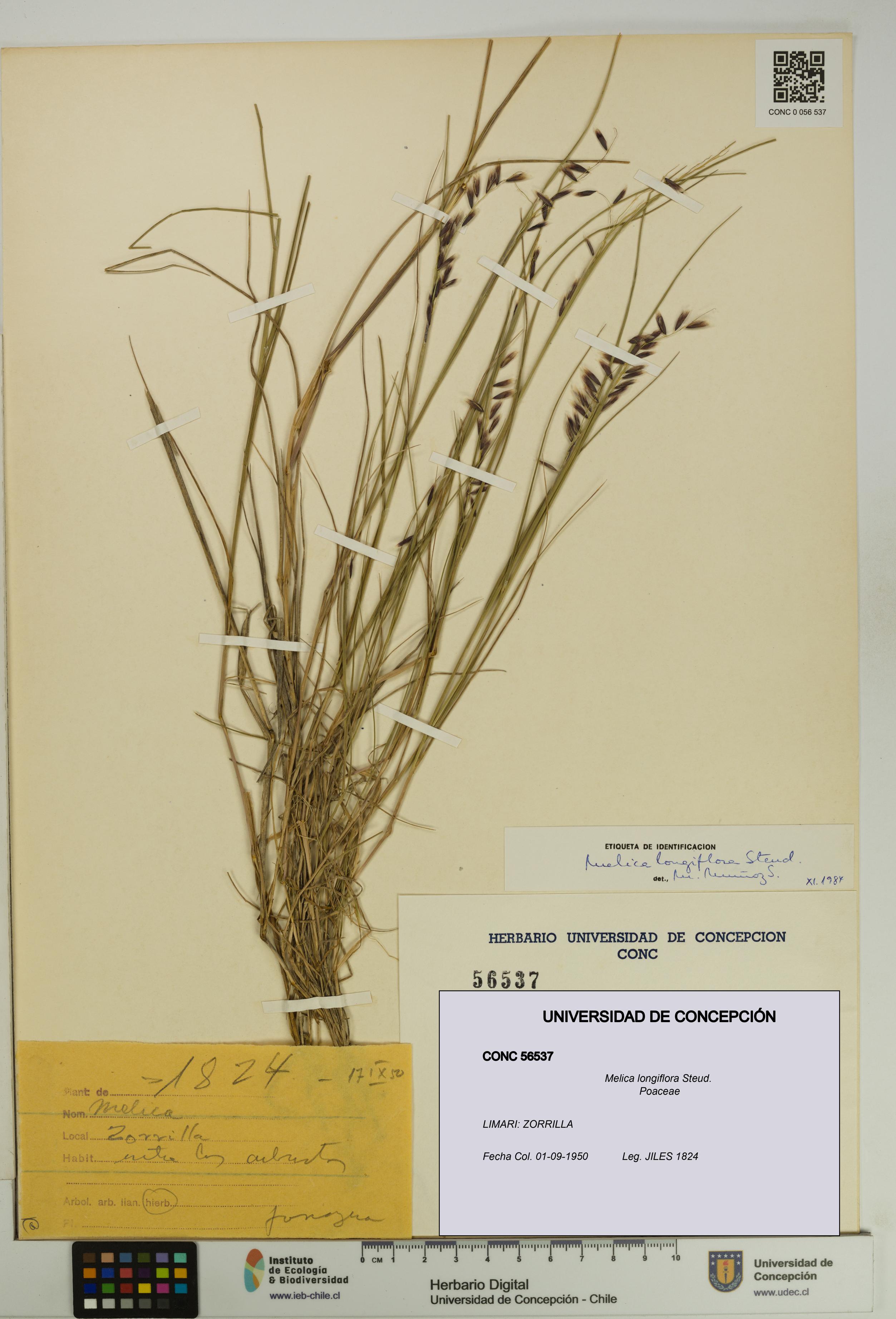 Melica longiflora [Espécimen: UDEC:CONC:0056537]