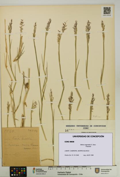 Melica argentata [Espécimen: UDEC:CONC:0056538]