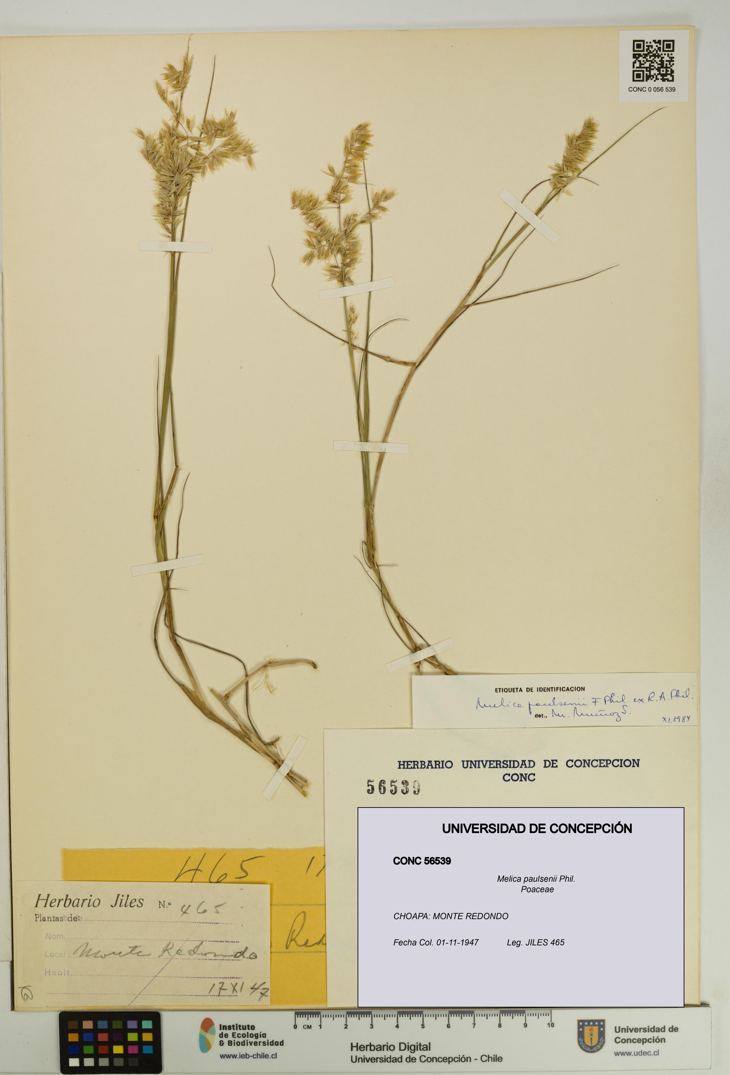 Melica paulsenii [Espécimen: UDEC:CONC:0056539]