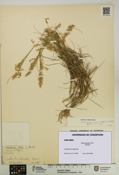 Melica paulsenii [Espécimen: UDEC:CONC:0056540]