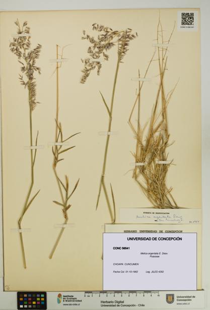 Melica argentata [Espécimen: UDEC:CONC:0056541]