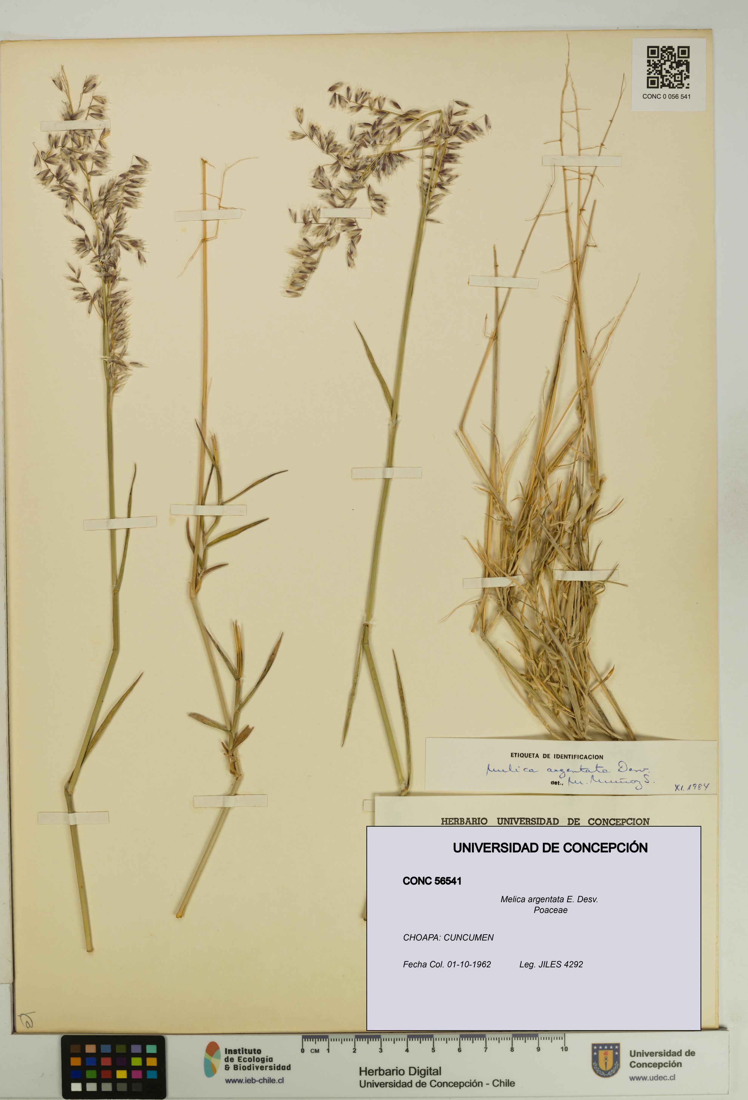 Melica argentata [Espécimen: UDEC:CONC:0056541]