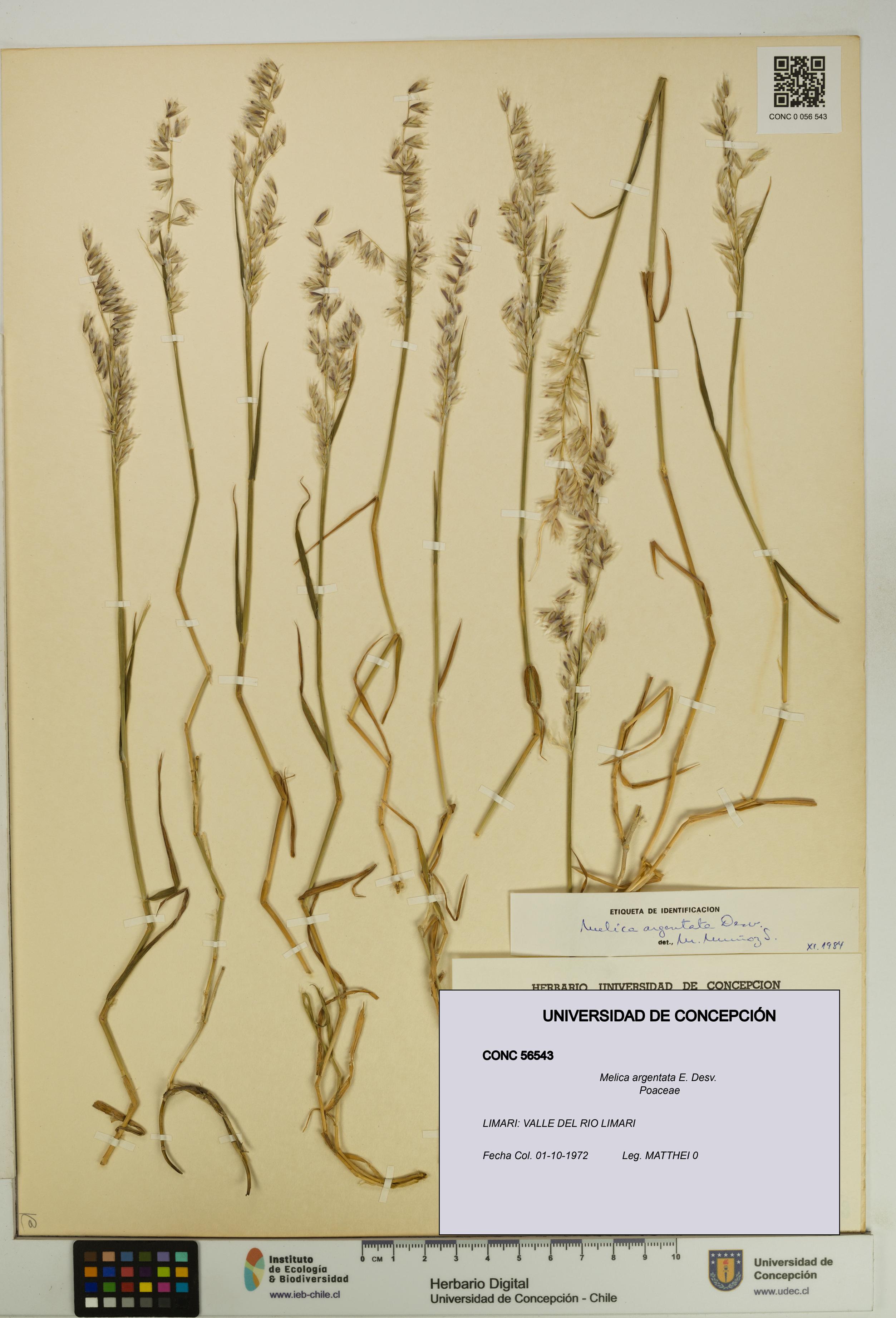 Melica argentata [Espécimen: UDEC:CONC:0056543]