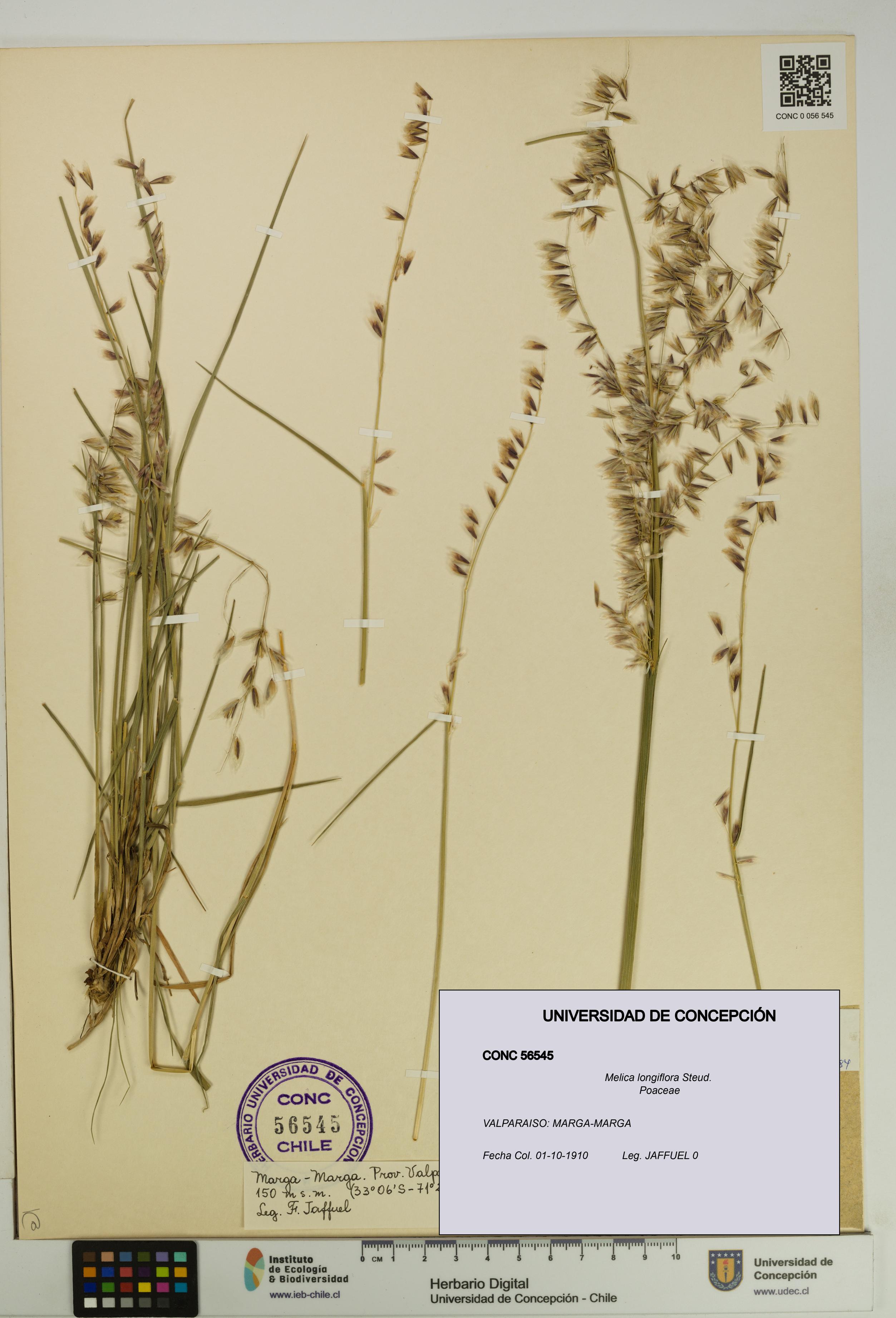 Melica longiflora [Espécimen: UDEC:CONC:0056545]