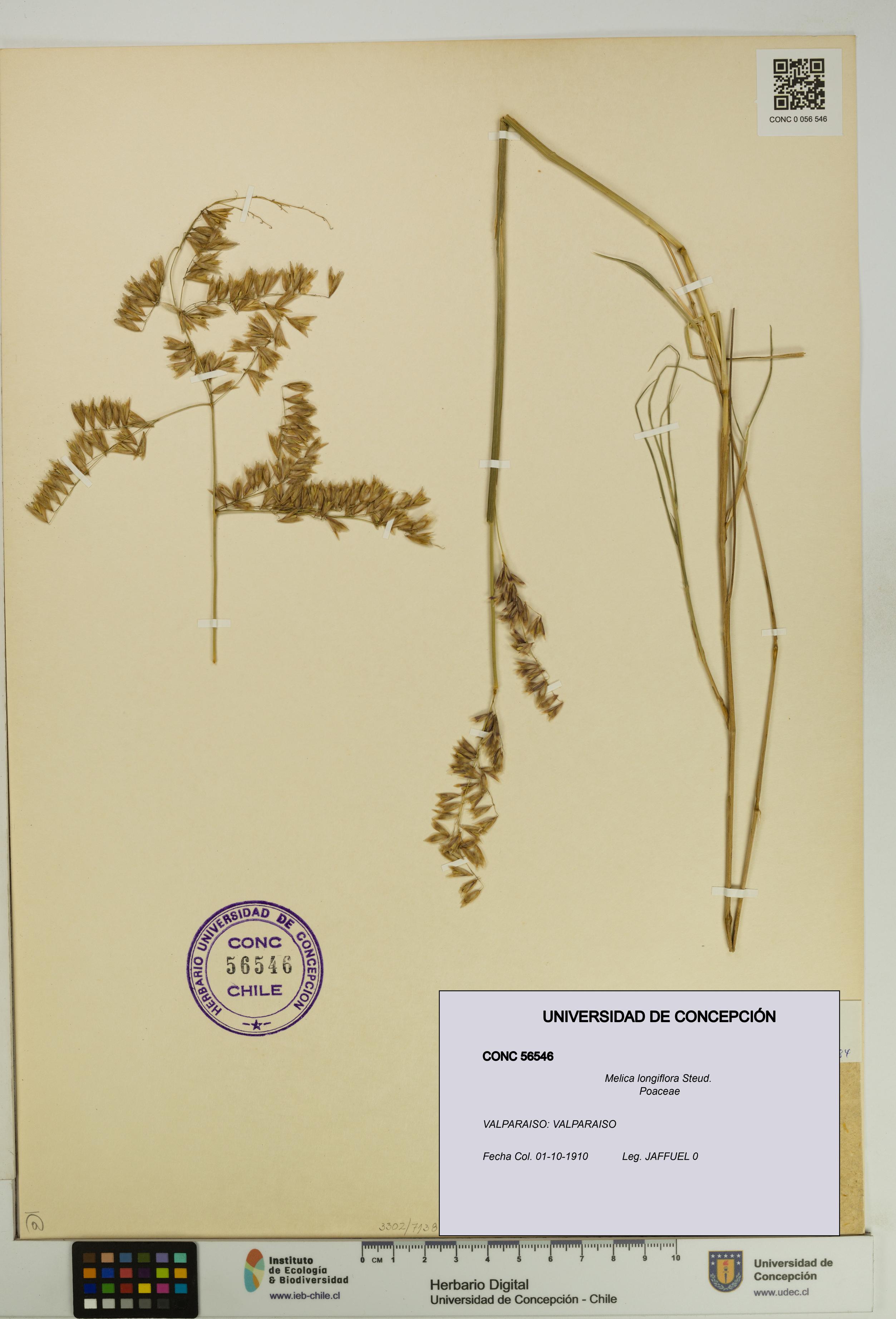 Melica longiflora [Espécimen: UDEC:CONC:0056546]