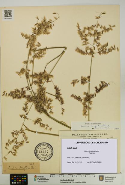 Melica longiflora [Espécimen: UDEC:CONC:0056547]