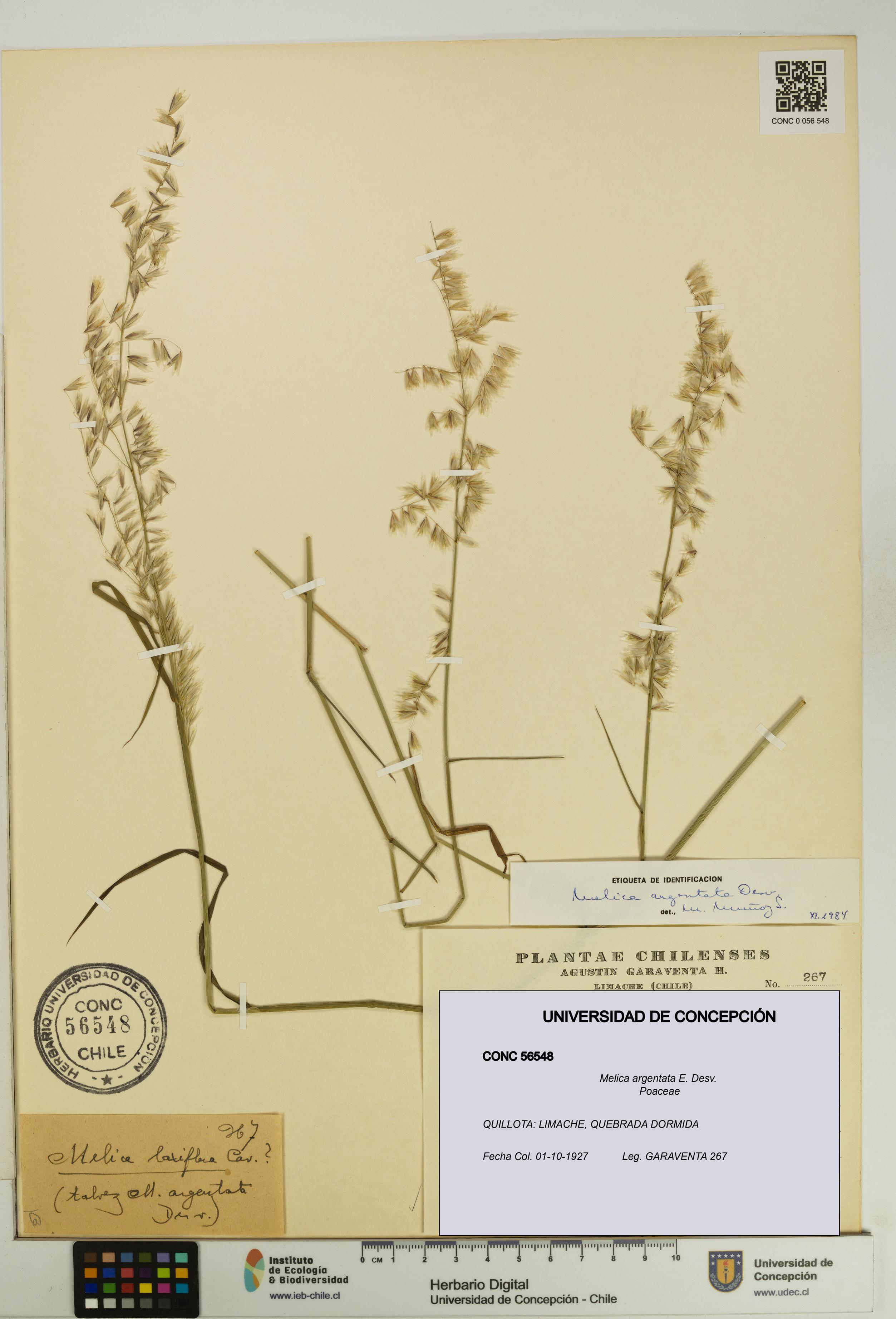 Melica argentata [Espécimen: UDEC:CONC:0056548]
