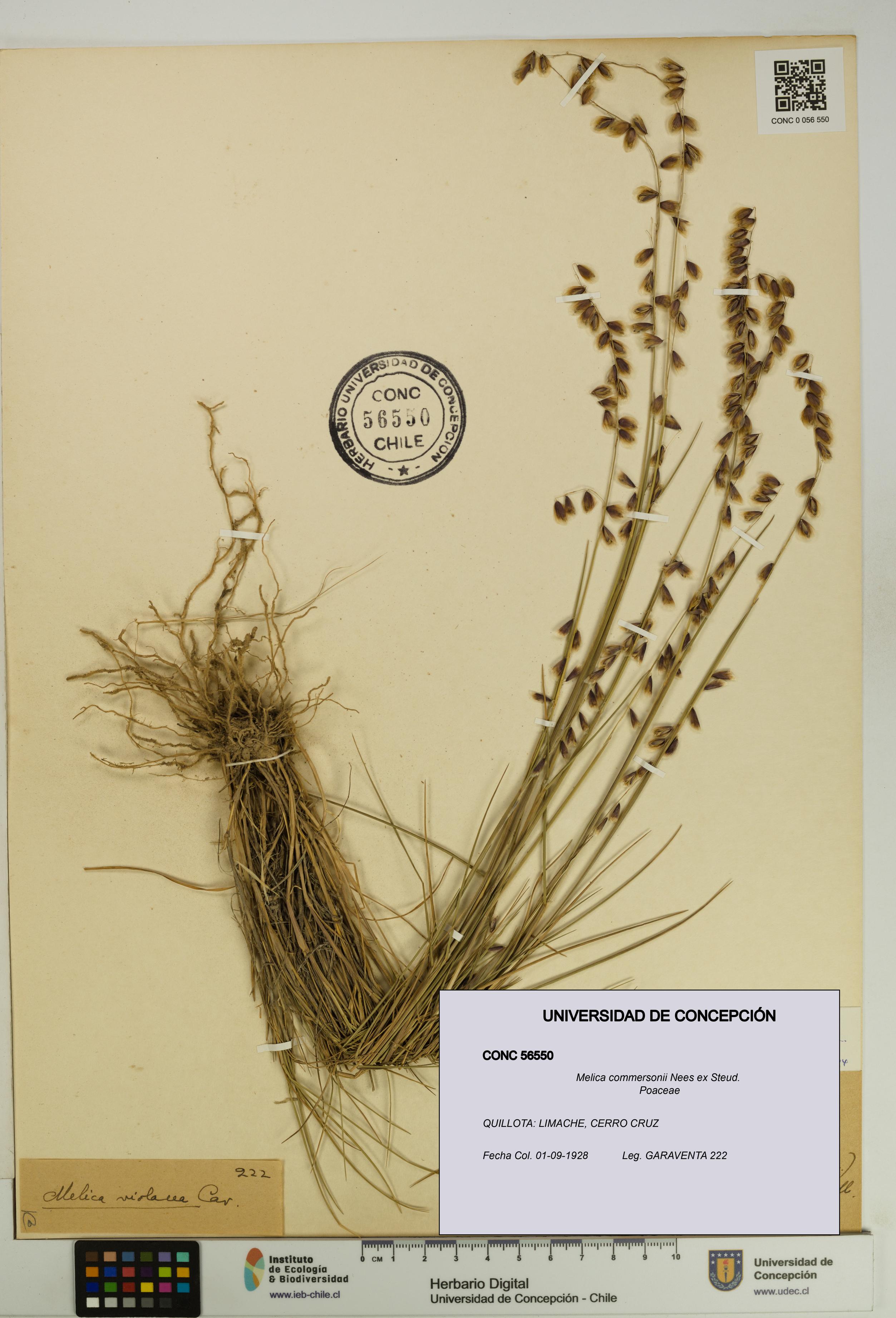 Melica commersonii [Espécimen: UDEC:CONC:0056550]