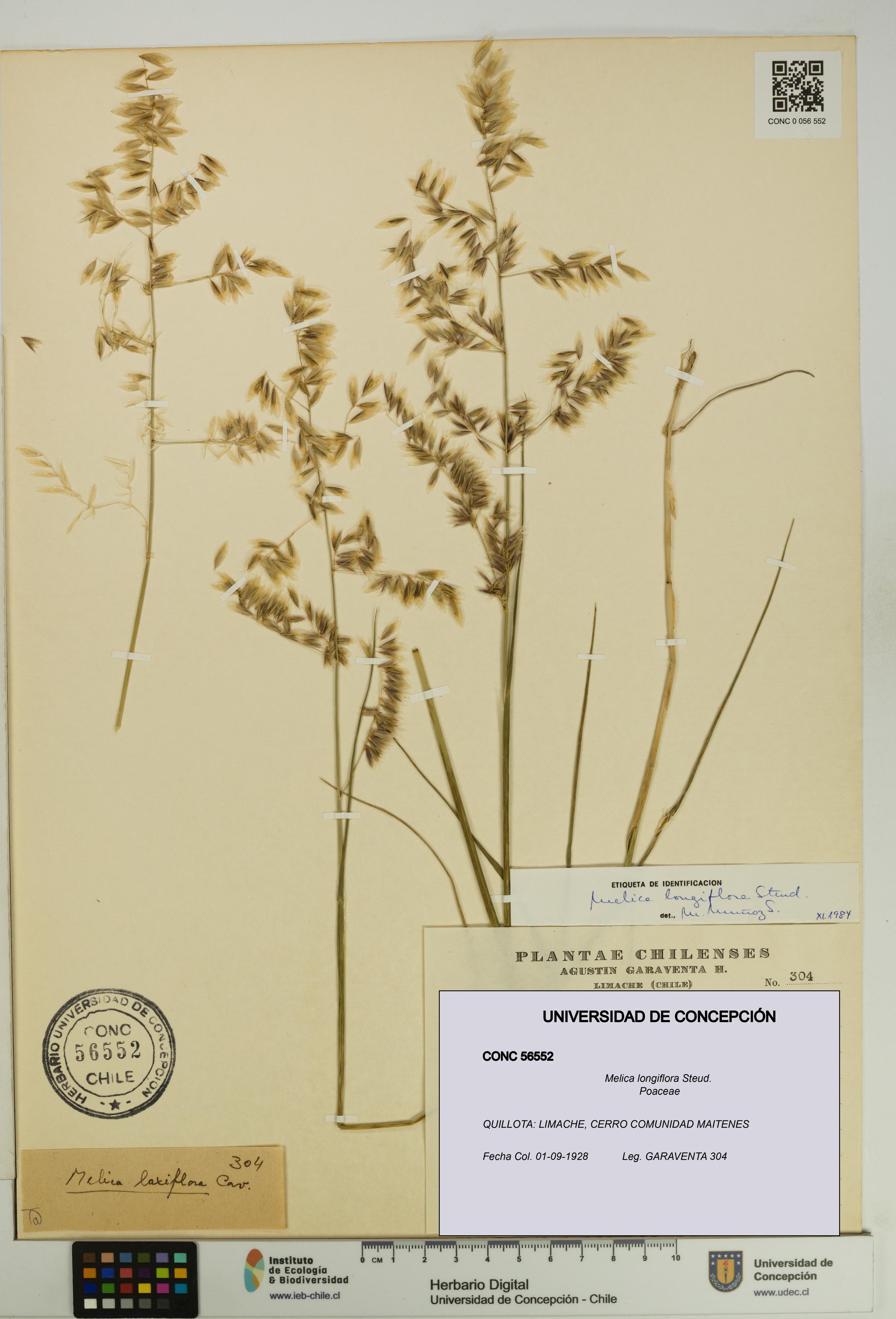 Melica longiflora [Espécimen: UDEC:CONC:0056552]