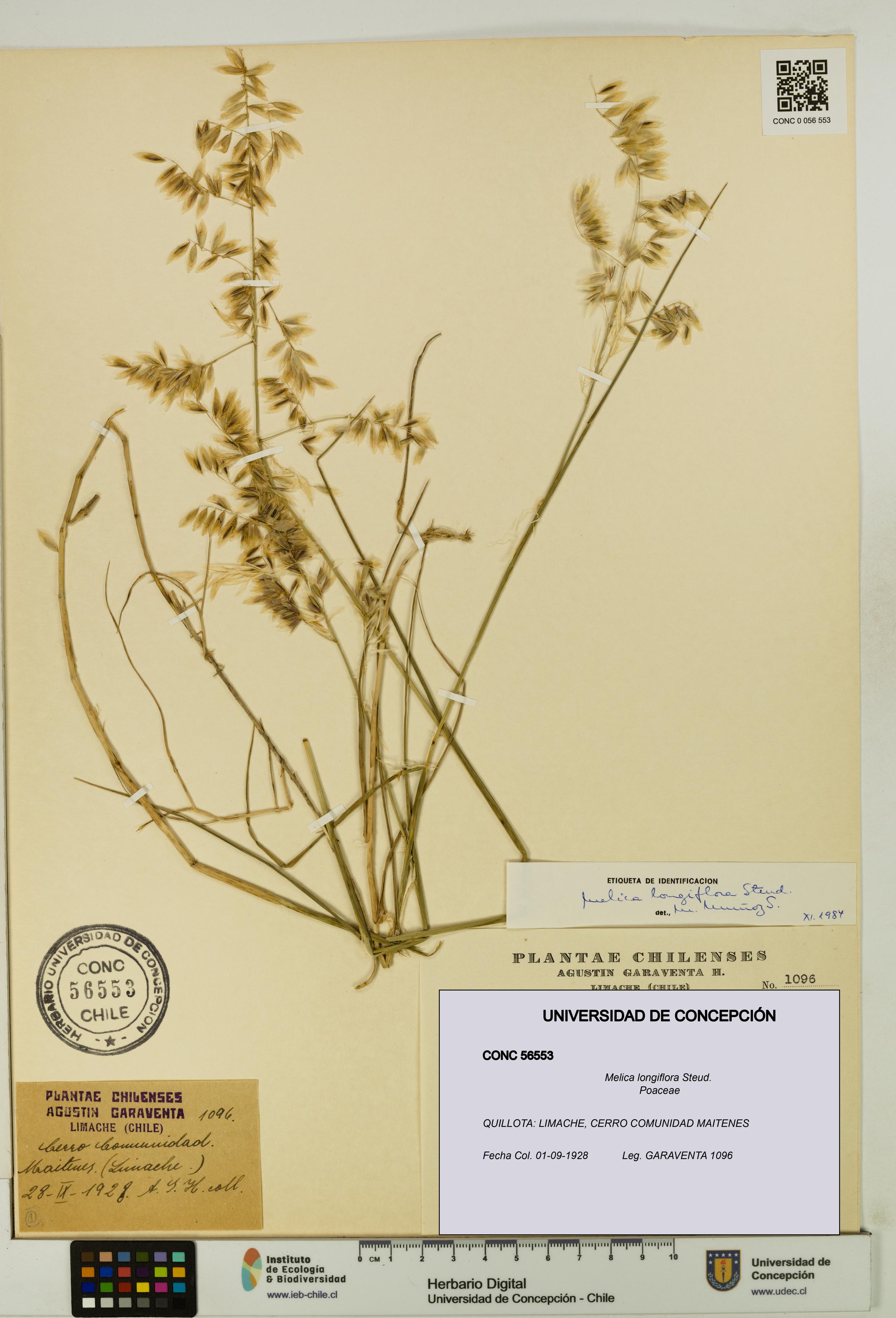 Melica longiflora [Espécimen: UDEC:CONC:0056553]