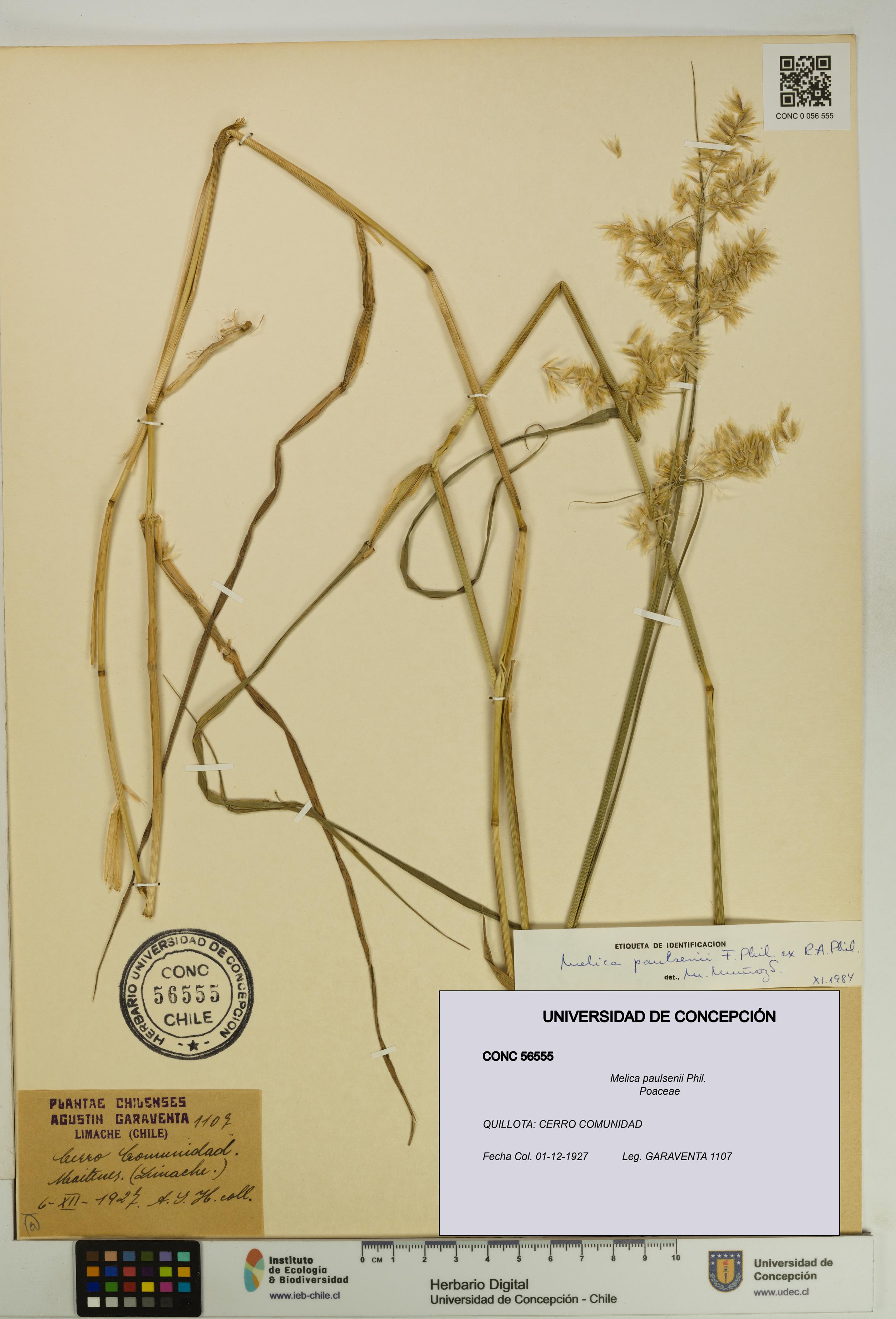 Melica paulsenii [Espécimen: UDEC:CONC:0056555]