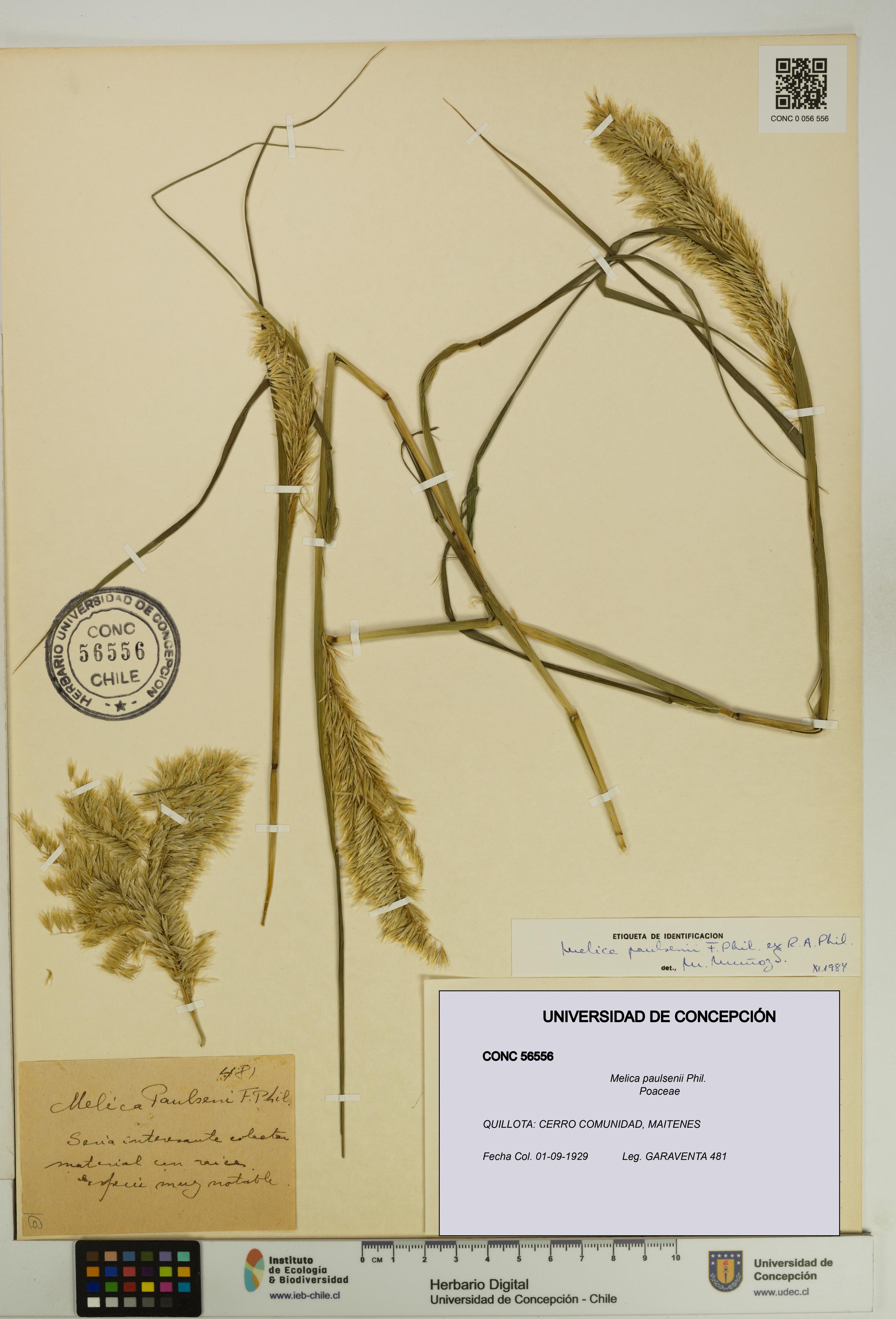 Melica paulsenii [Espécimen: UDEC:CONC:0056556]