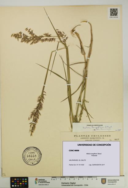 Melica longiflora [Espécimen: UDEC:CONC:0056558]
