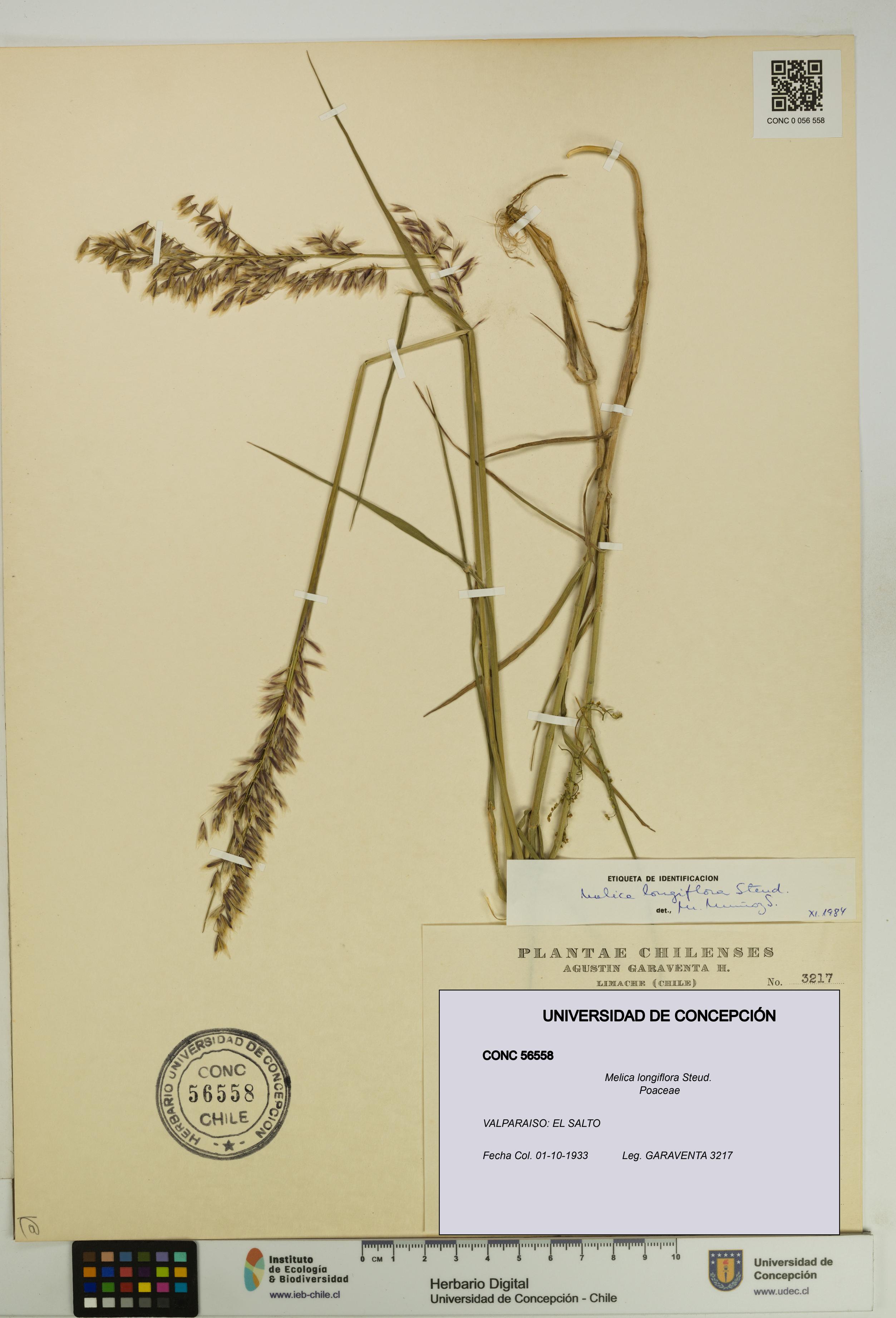Melica longiflora [Espécimen: UDEC:CONC:0056558]