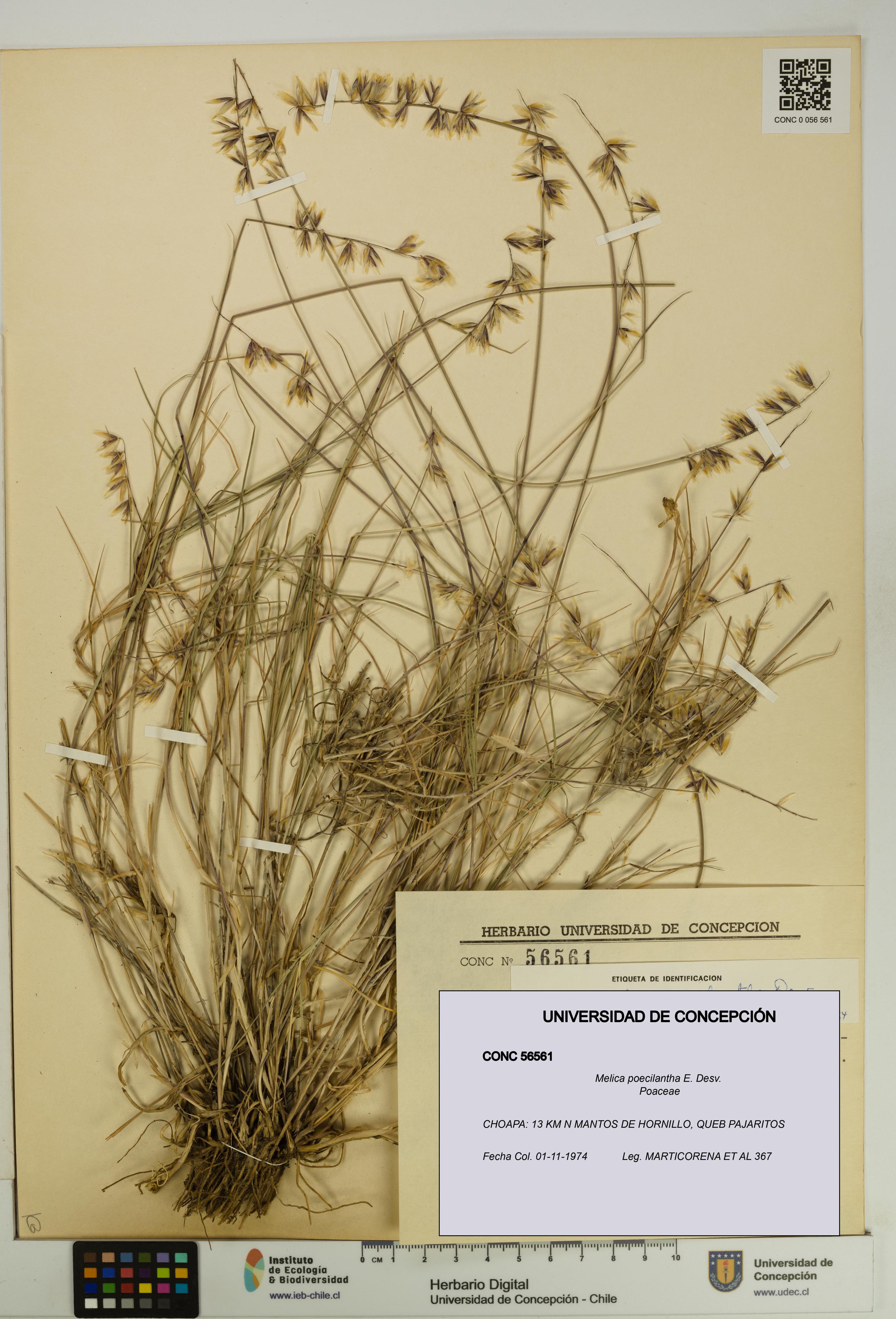 Melica poecilantha [Espécimen: UDEC:CONC:0056561]