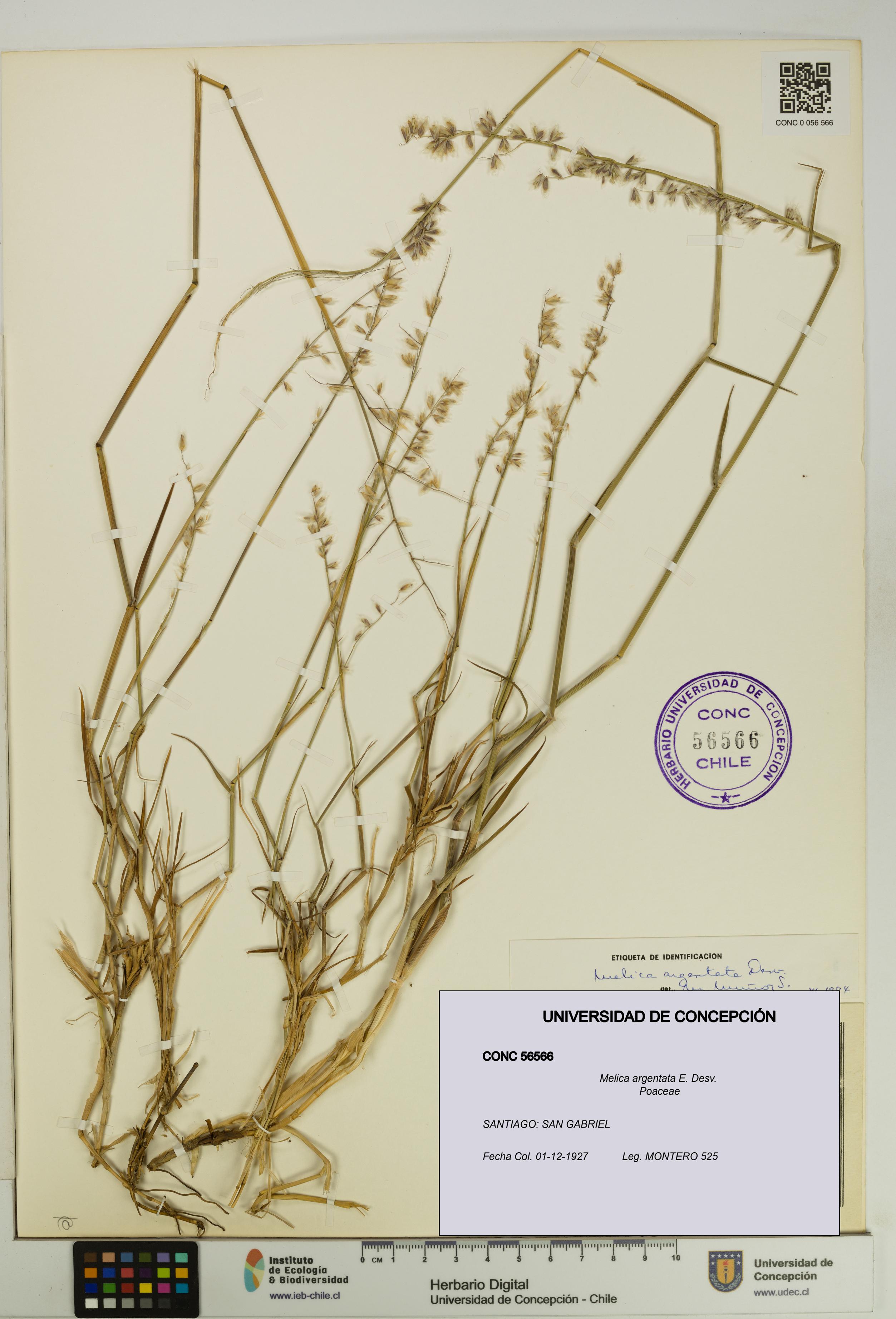Melica argentata [Espécimen: UDEC:CONC:0056566]