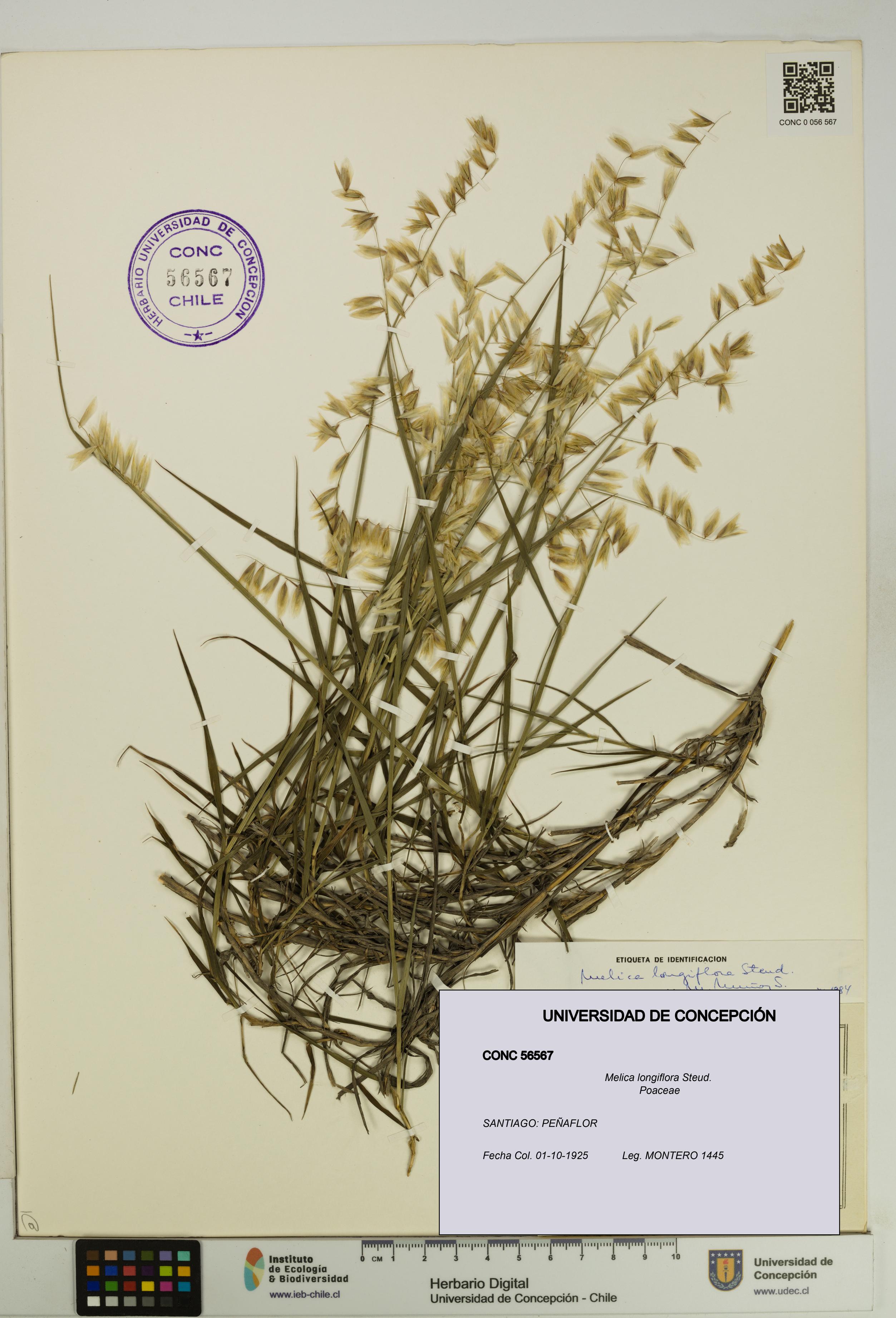 Melica longiflora [Espécimen: UDEC:CONC:0056567]
