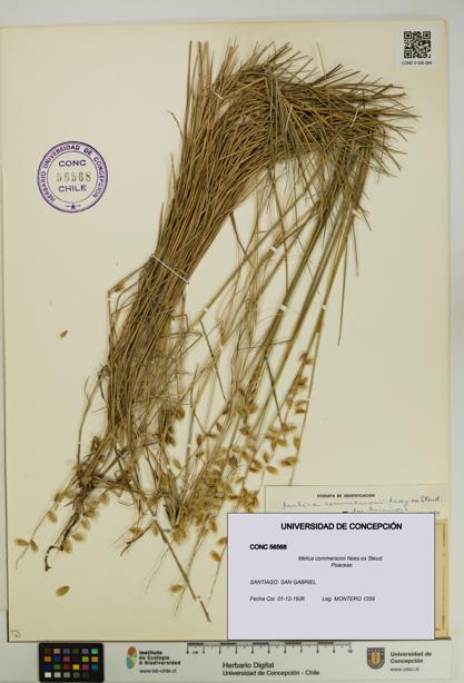 Melica commersonii [Espécimen: UDEC:CONC:0056568]