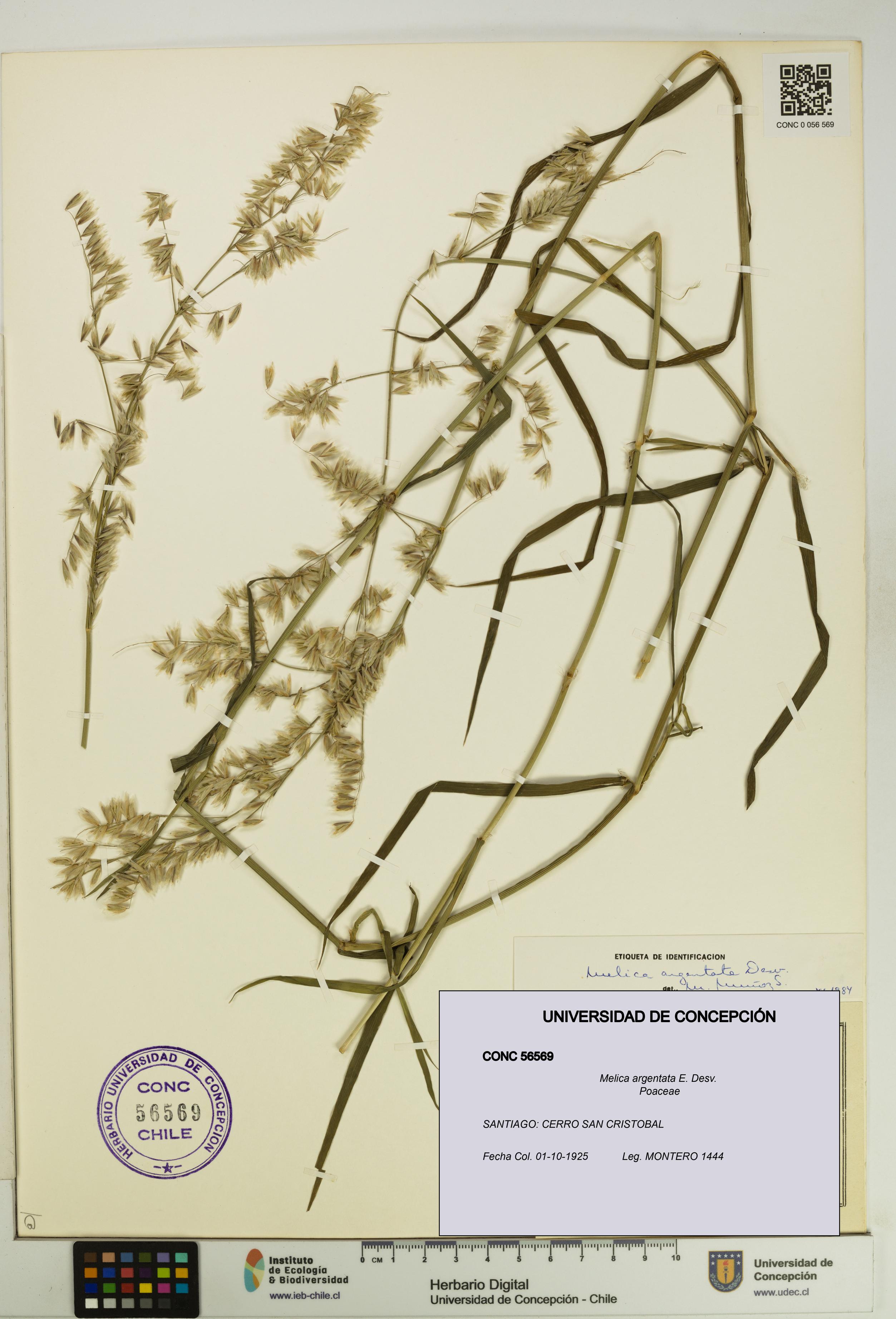 Melica argentata [Espécimen: UDEC:CONC:0056569]