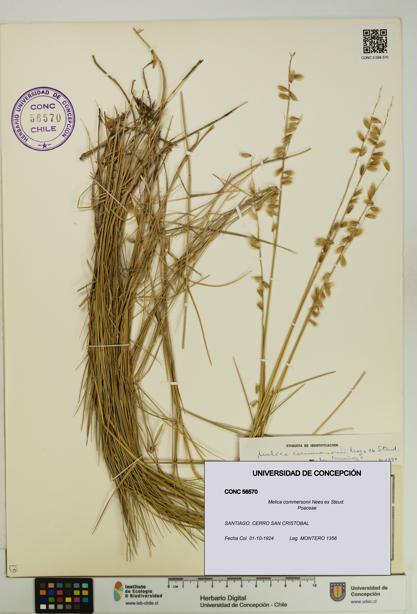 Melica commersonii [Espécimen: UDEC:CONC:0056570]