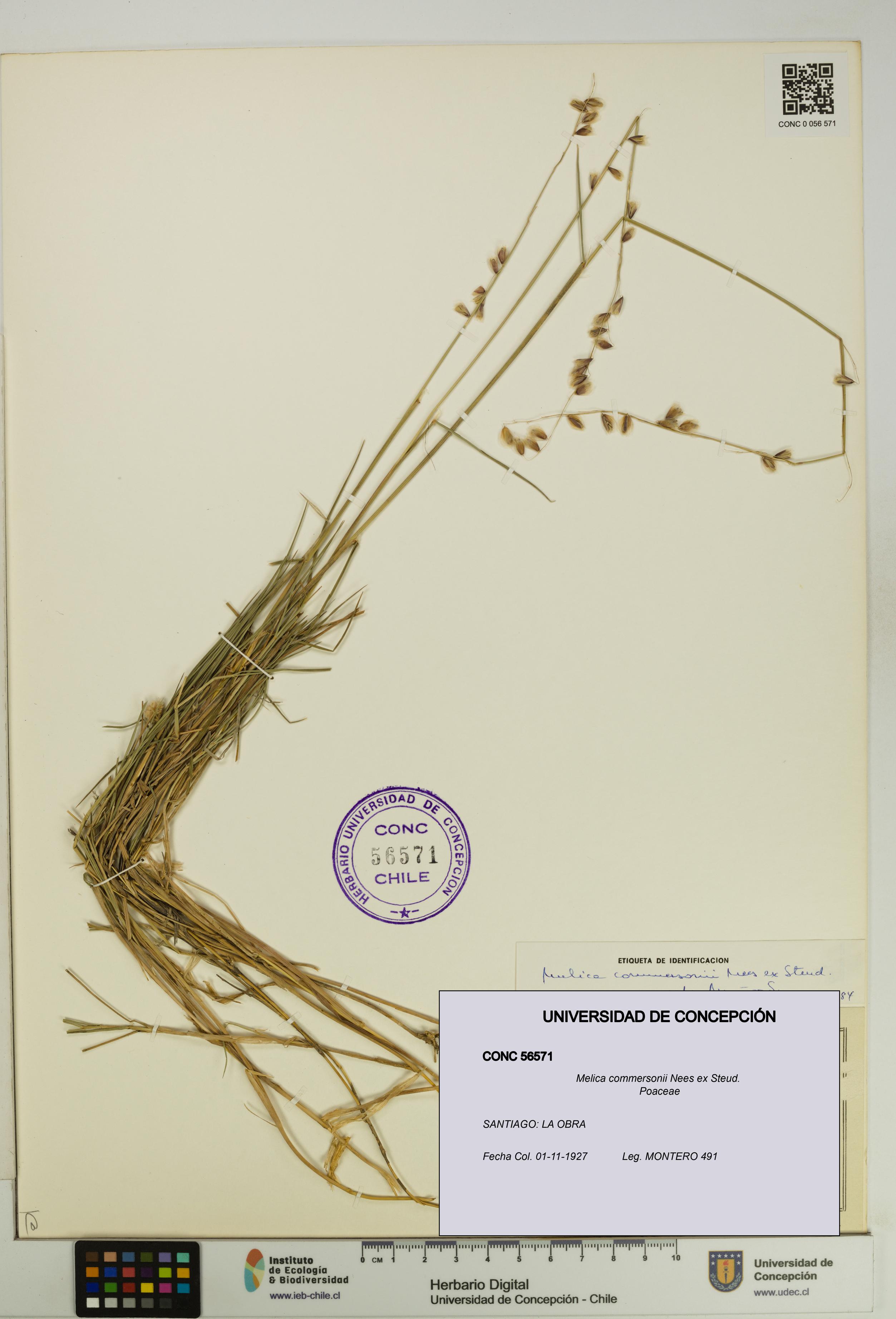 Melica commersonii [Espécimen: UDEC:CONC:0056571]