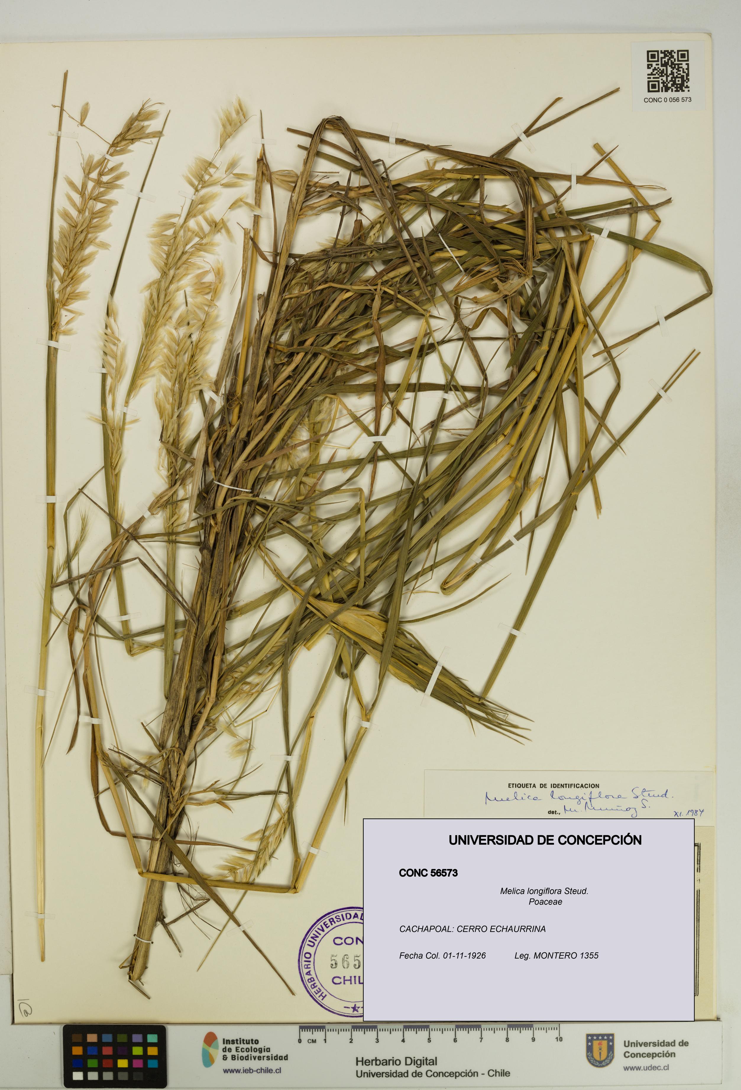 Melica longiflora [Espécimen: UDEC:CONC:0056573]