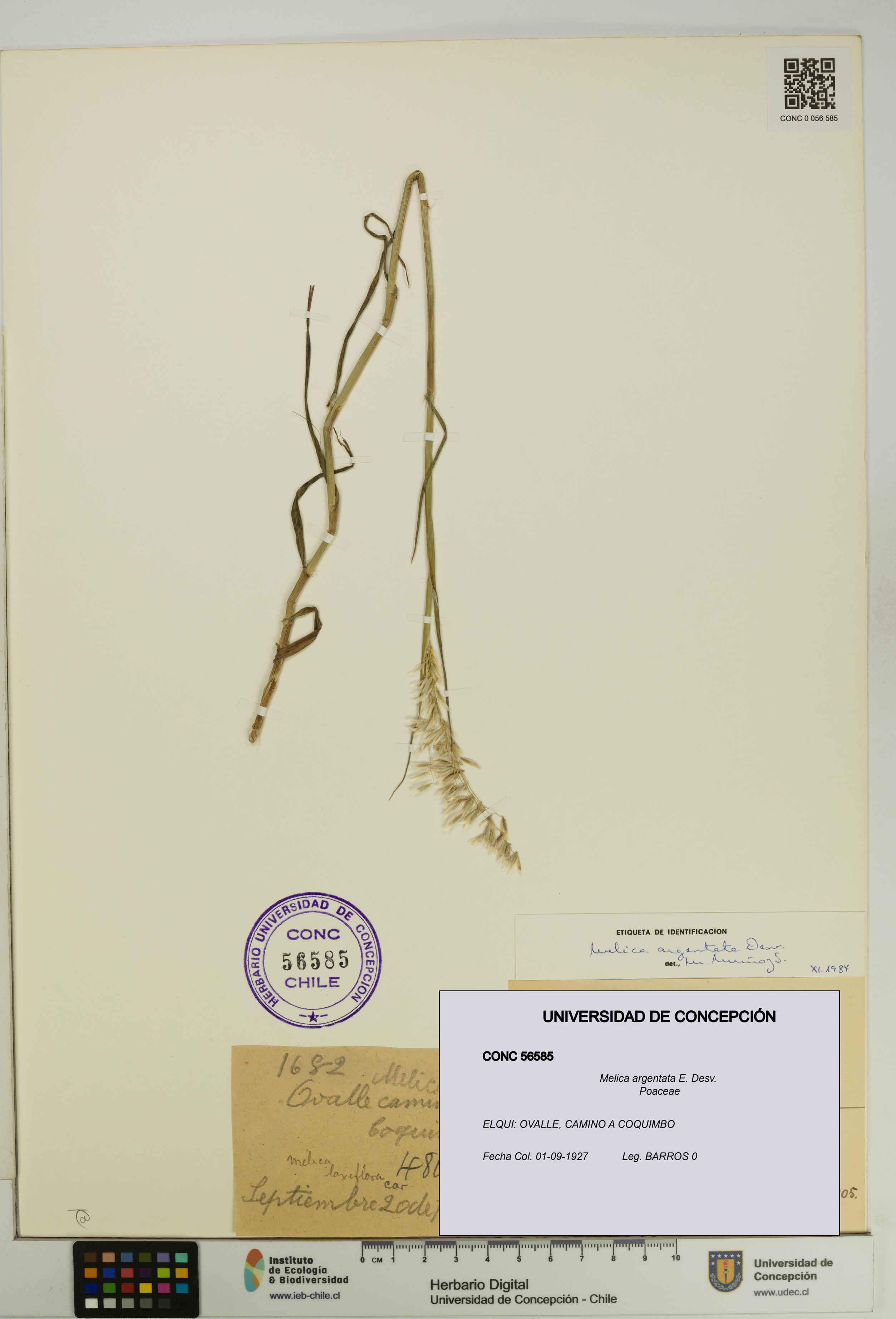 Melica argentata [Espécimen: UDEC:CONC:0056585]
