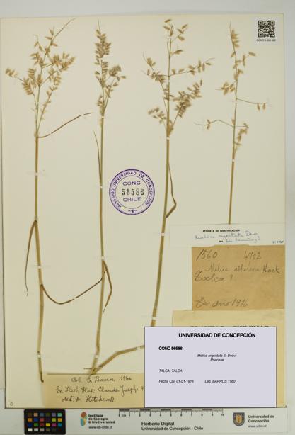 Melica argentata [Espécimen: UDEC:CONC:0056586]