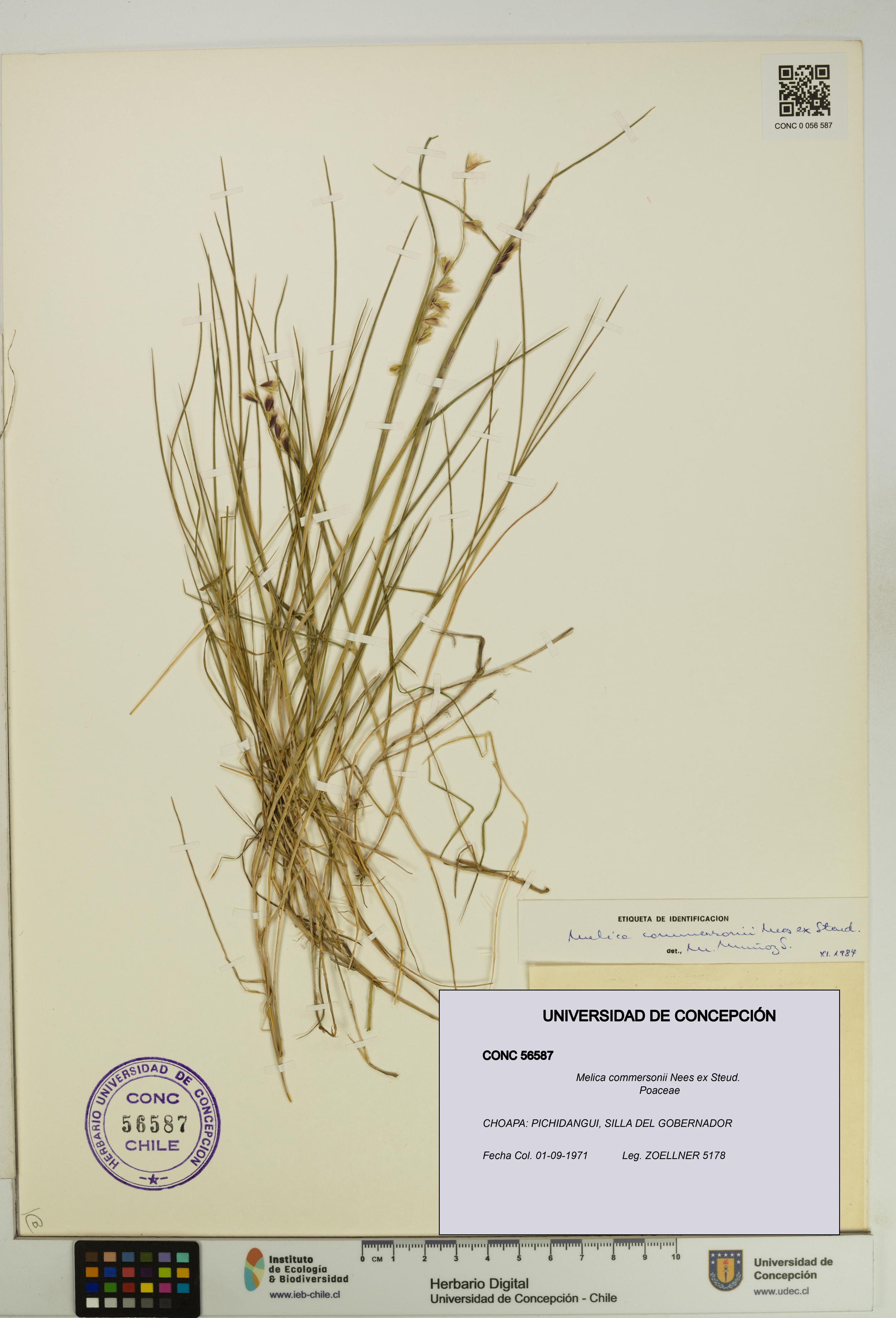 Melica commersonii [Espécimen: UDEC:CONC:0056587]