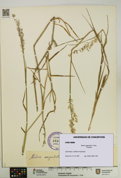 Melica argentata [Espécimen: UDEC:CONC:0056589]